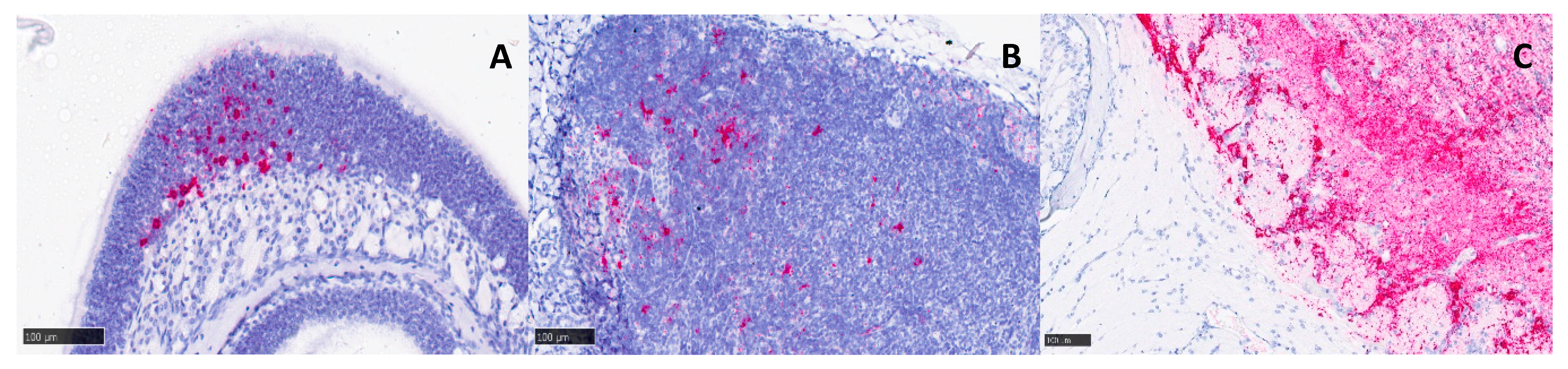 Viruses 15 01307 g006