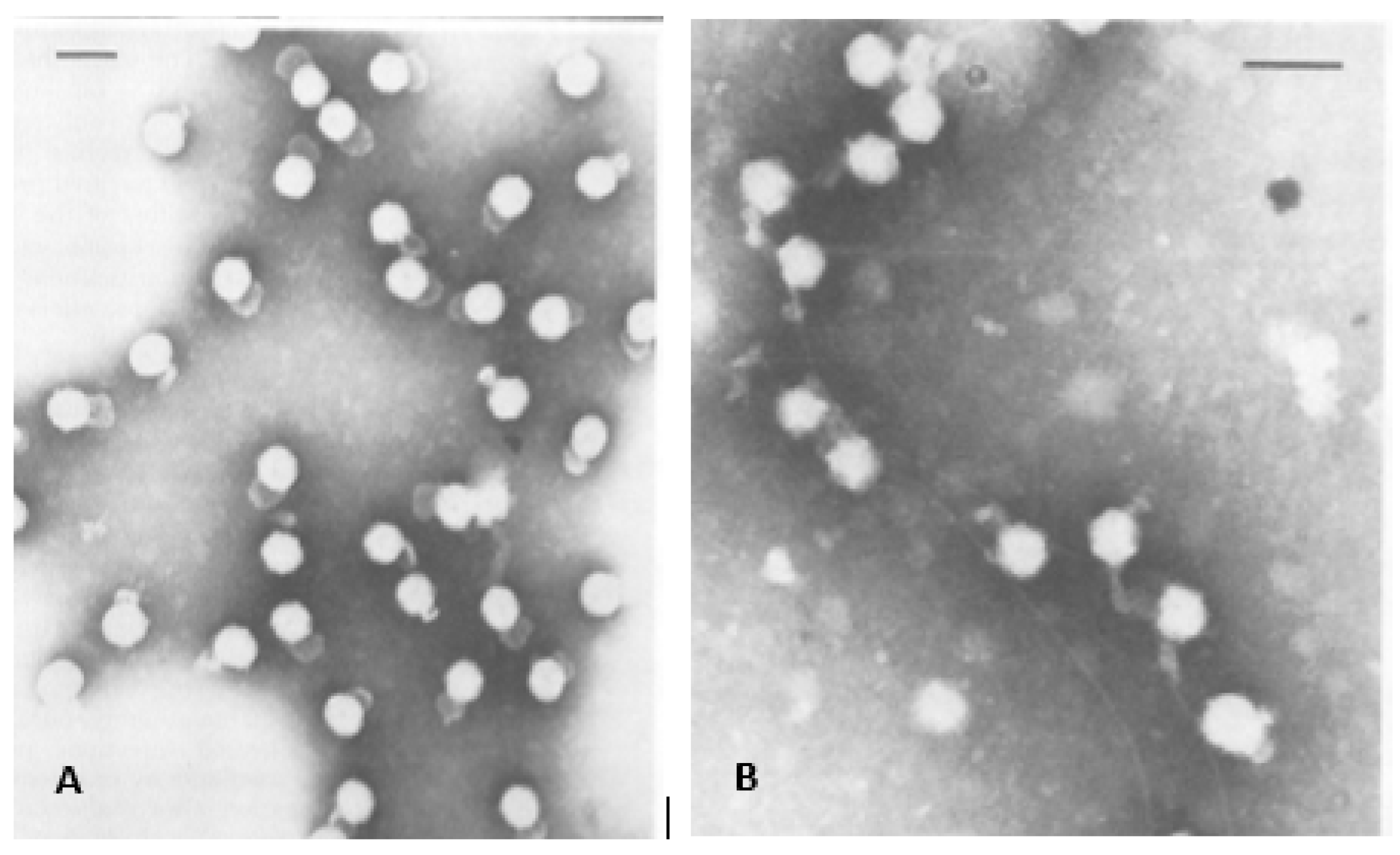 Viruses 15 01308 g001