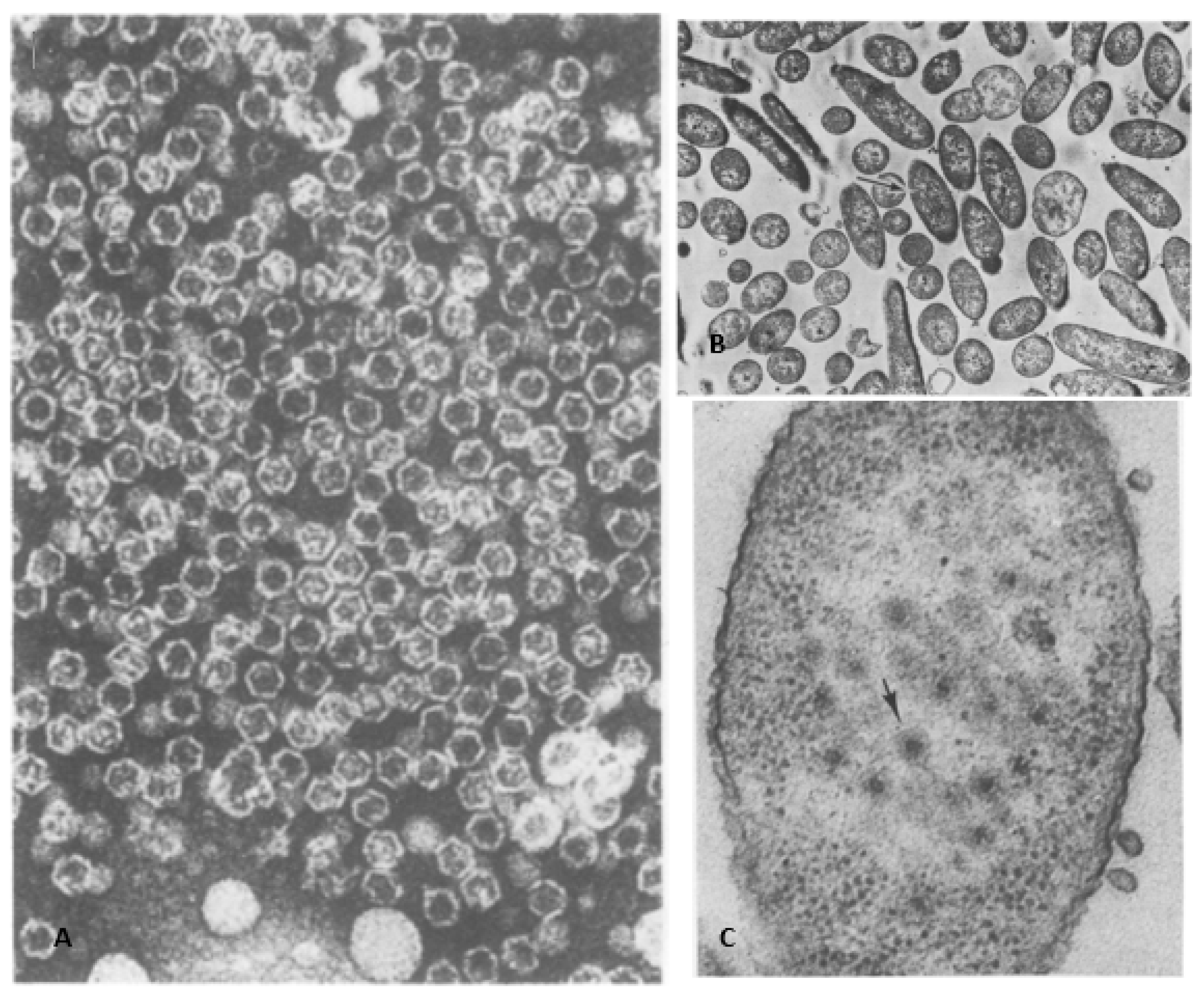 Viruses 15 01308 g002