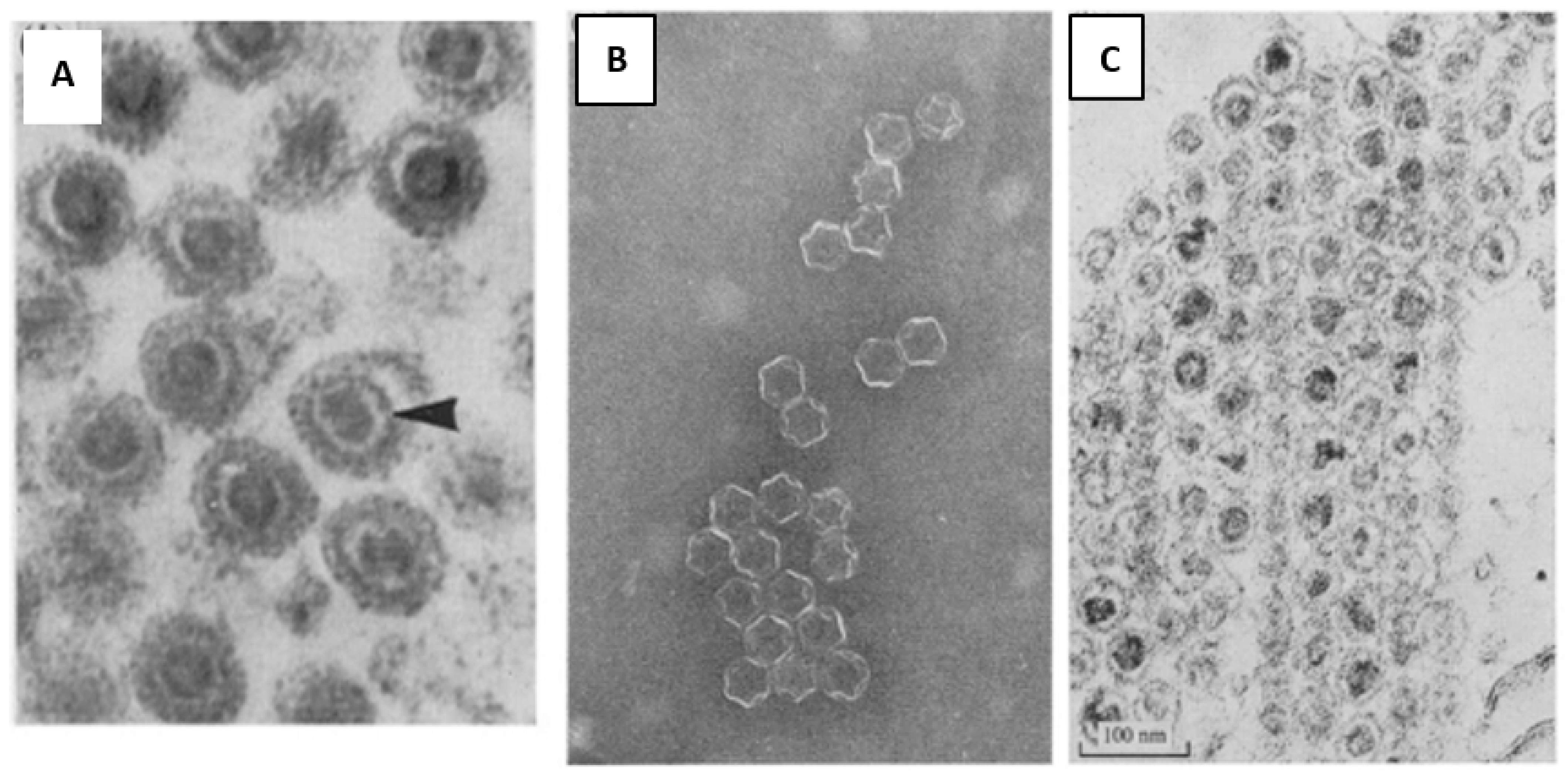 Viruses 15 01308 g007