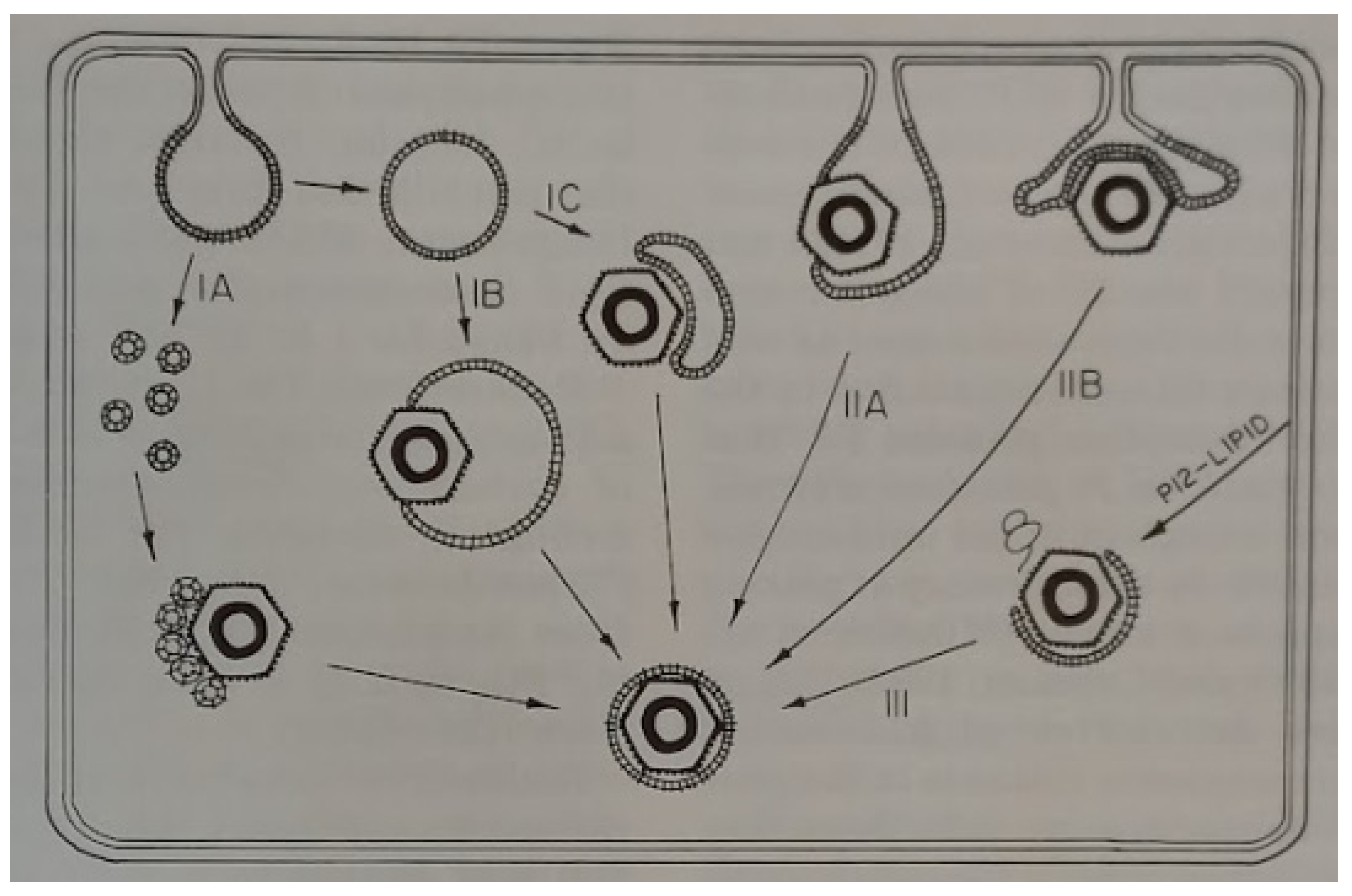 Viruses 15 01308 g008