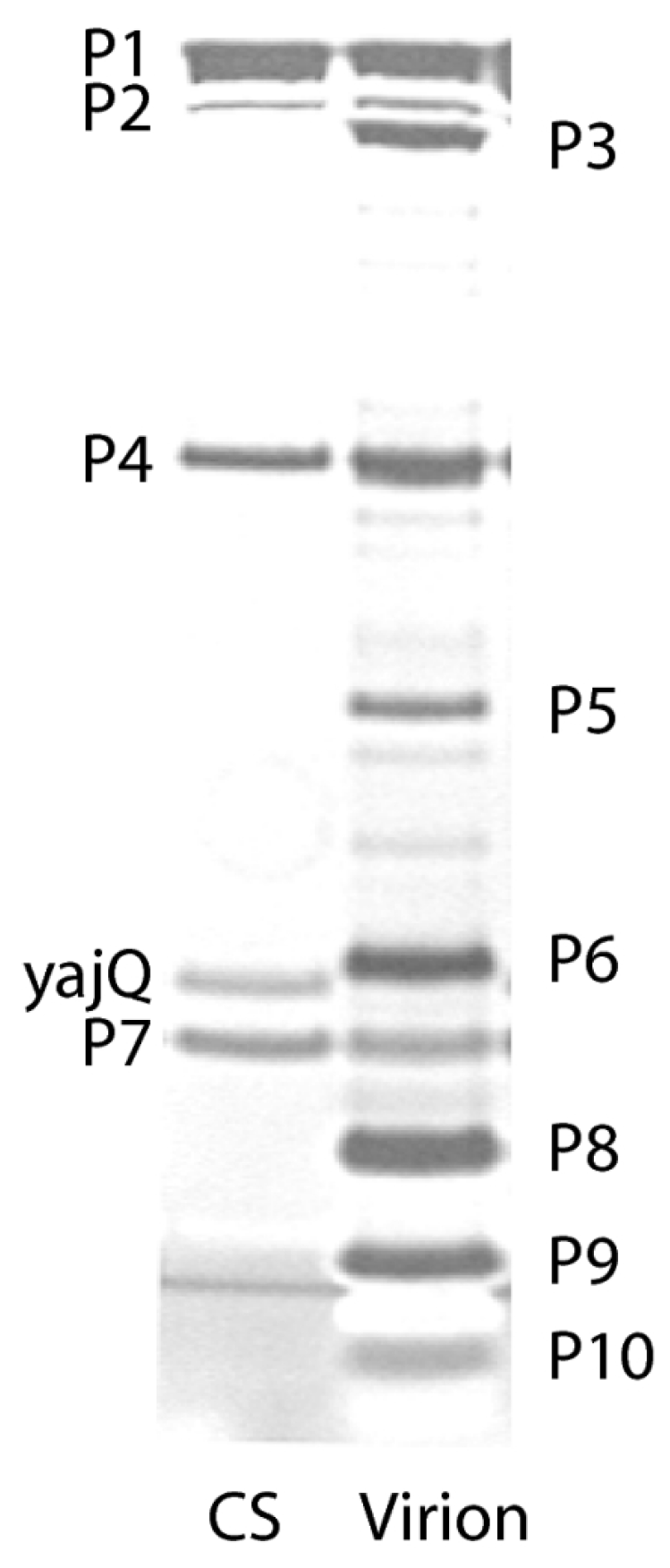 Viruses 15 01308 g009
