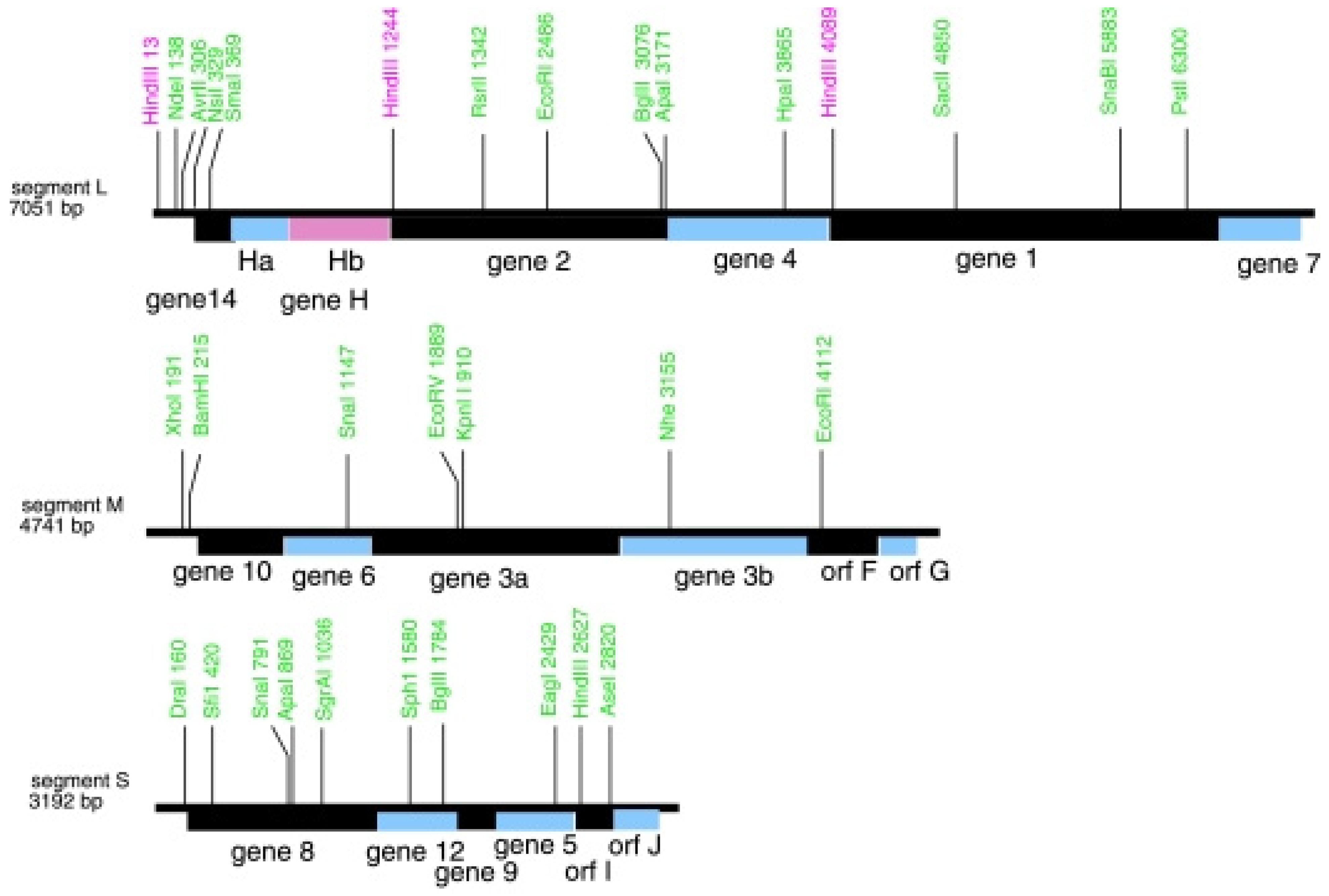 Viruses 15 01308 g010