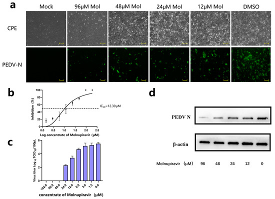 Molnupiravir Inhibits Porcine Epidemic Diarrhea Virus