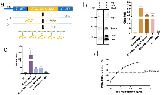 Molnupiravir Inhibits Porcine Epidemic Diarrhea Virus