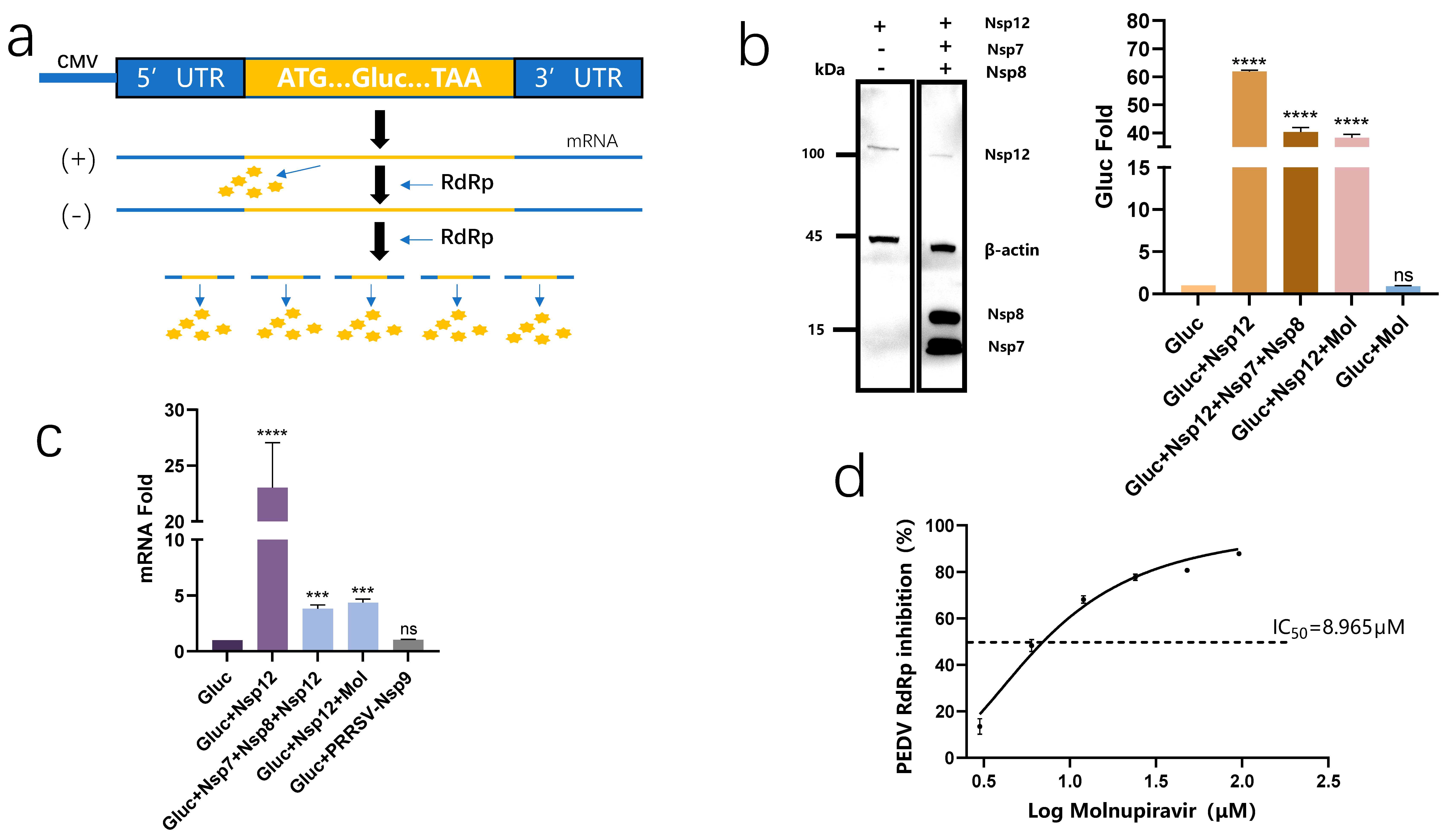 Molnupiravir Inhibits Porcine Epidemic Diarrhea Virus