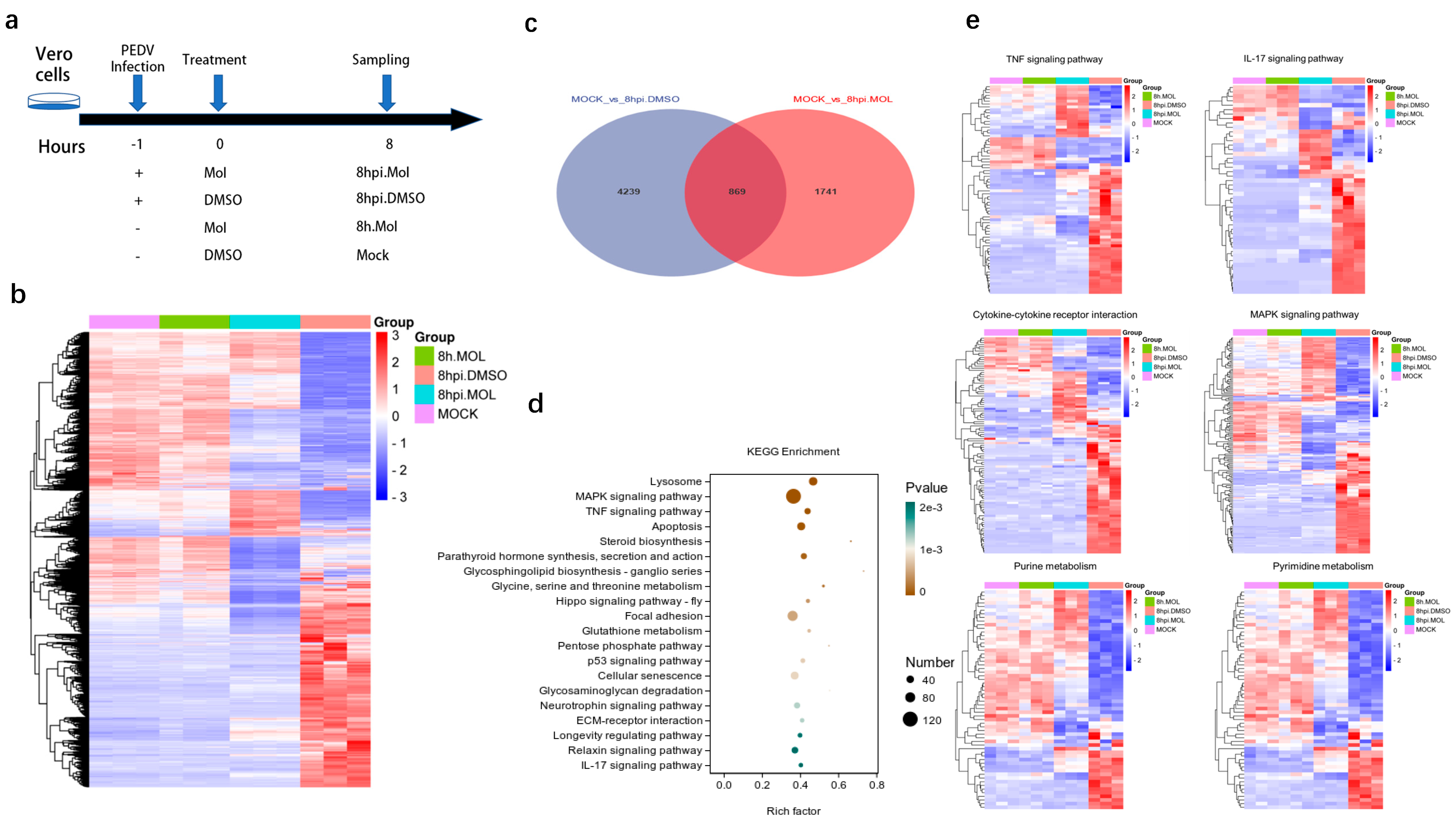 Molnupiravir Inhibits Porcine Epidemic Diarrhea Virus