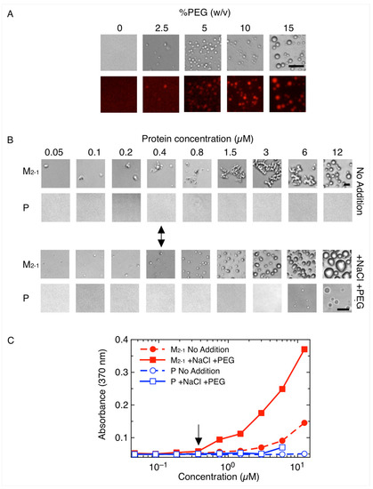 Viruses | Free Full-Text | Assembly Of The Tripartite And RNA.