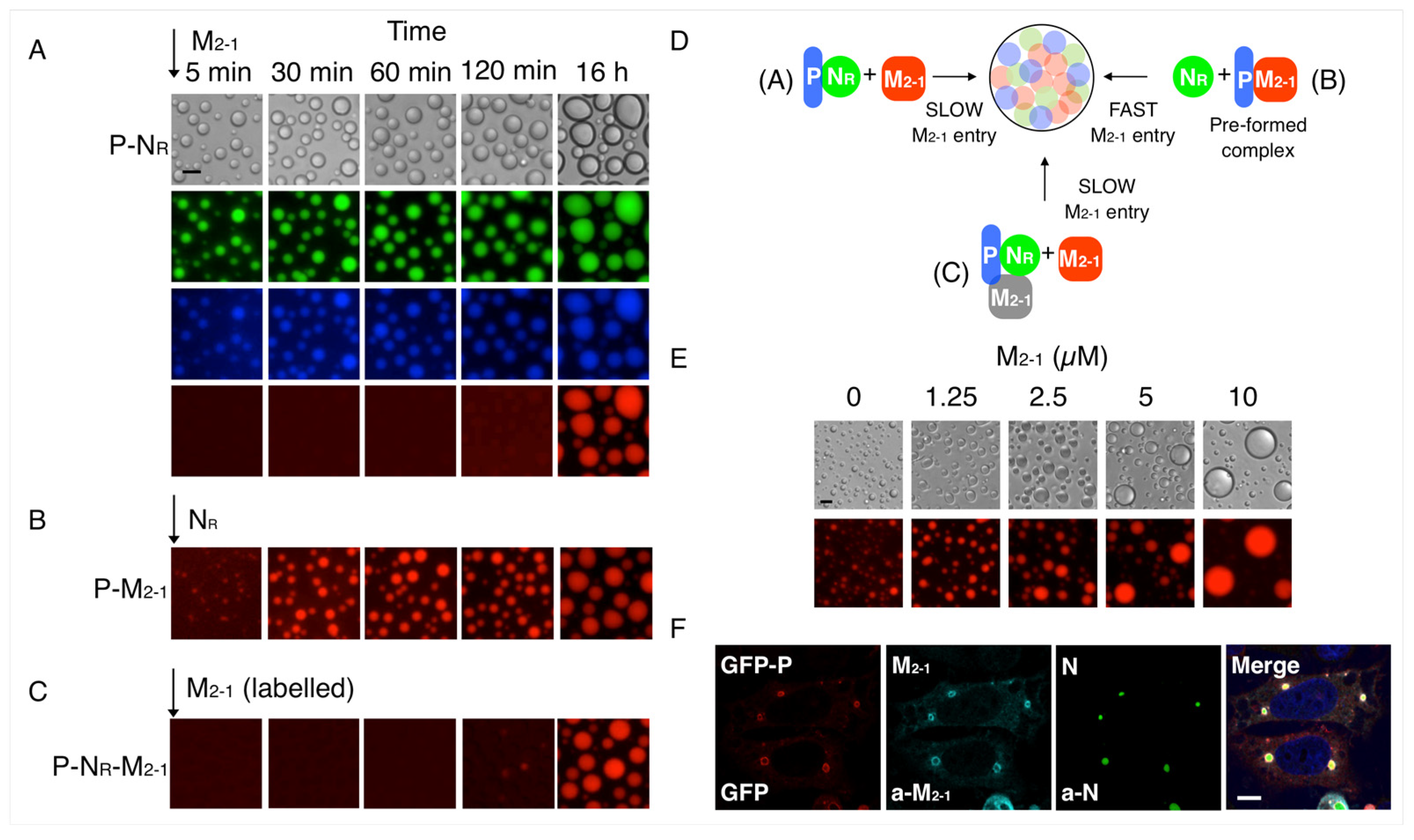 Viruses 15 01329 g003
