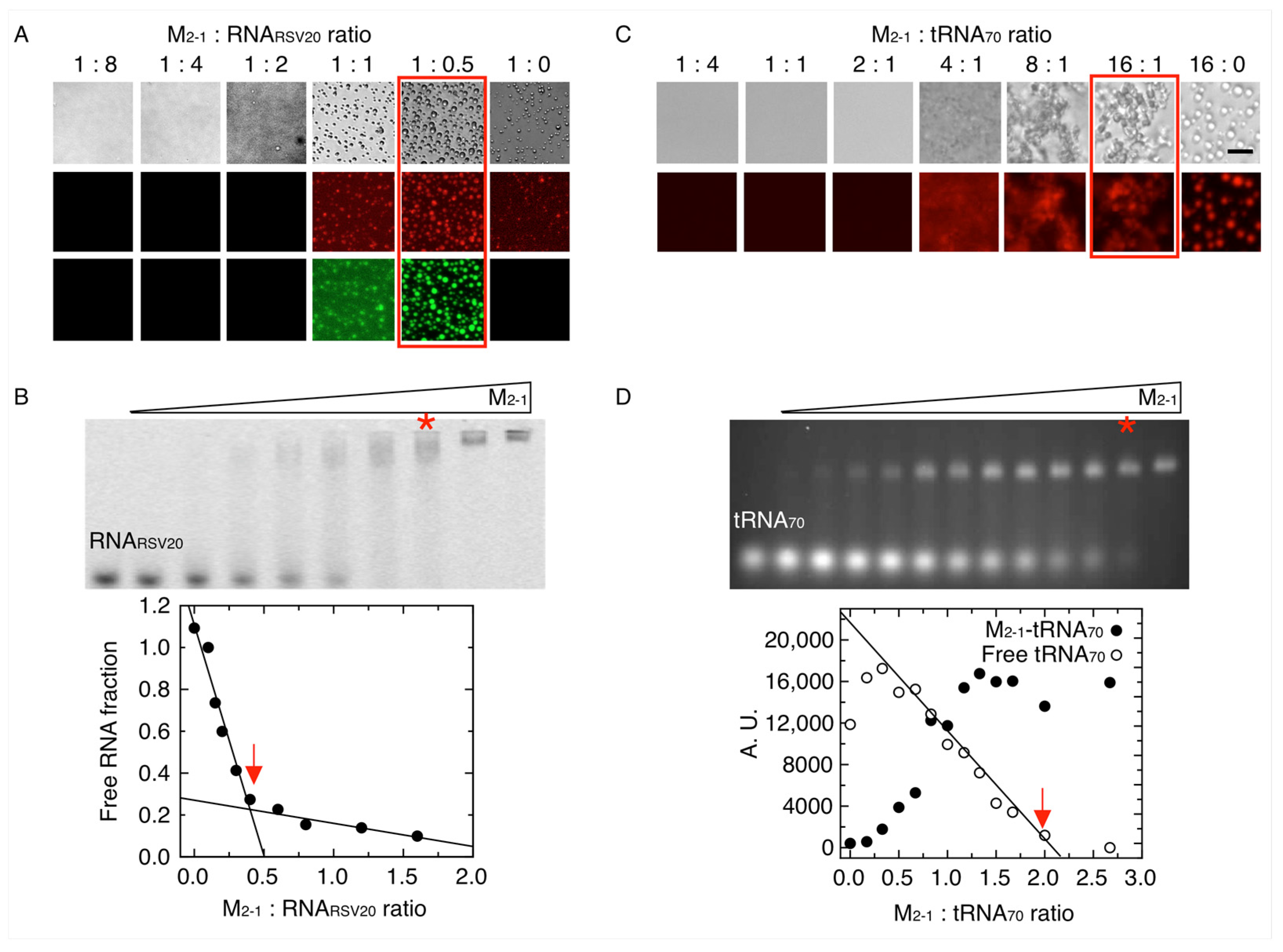 Viruses 15 01329 g005