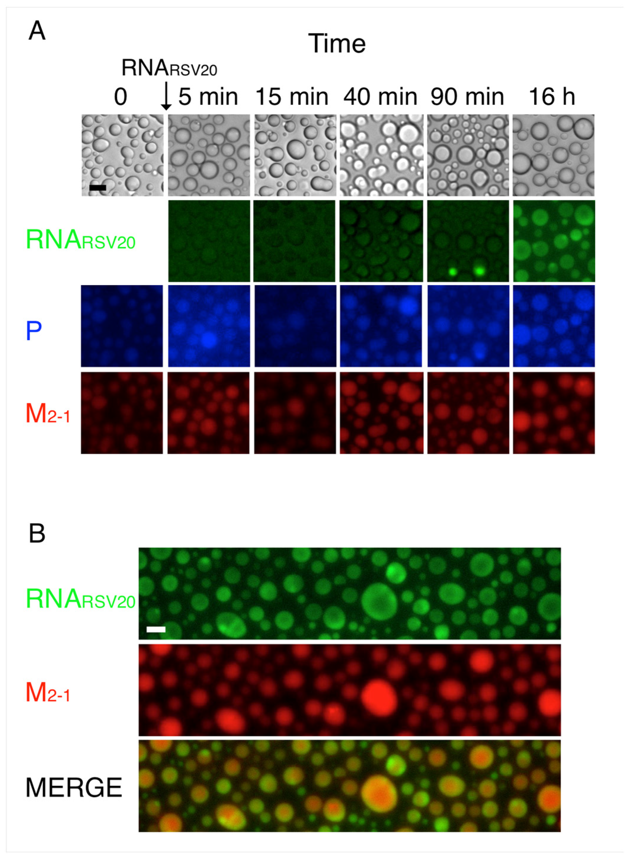 Viruses 15 01329 g007