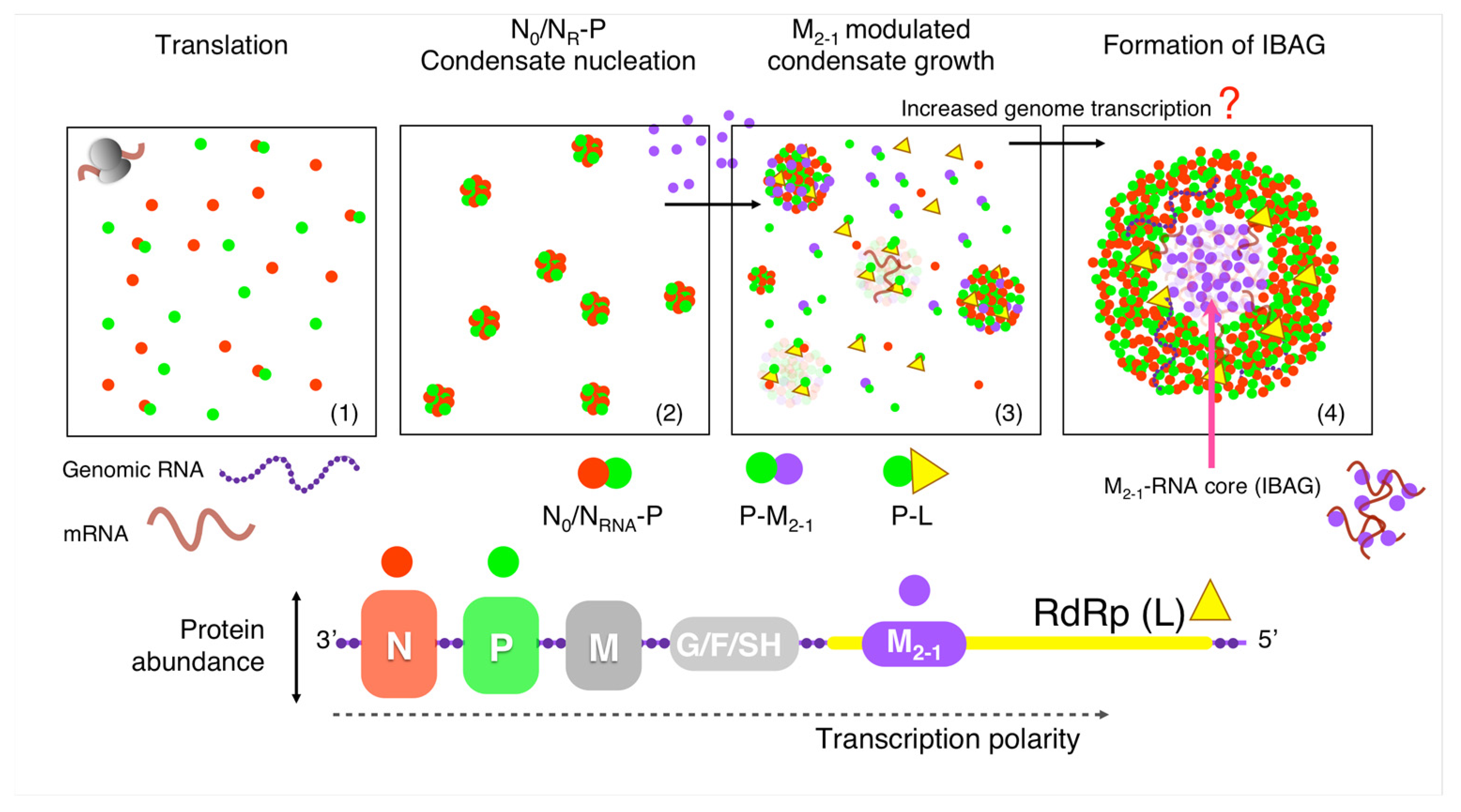 Viruses 15 01329 g009