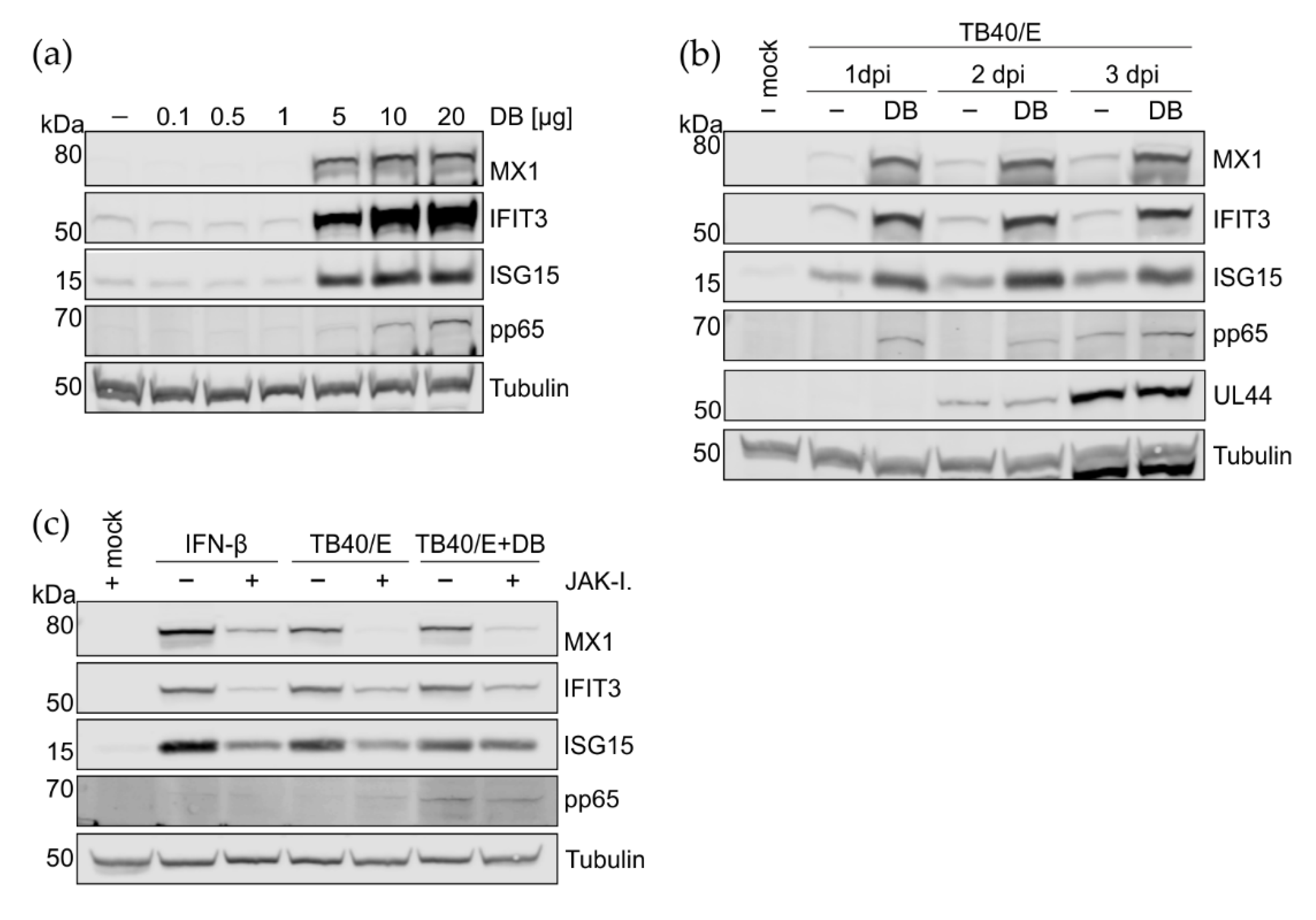 Viruses 15 01333 g004 Viruses 15 01333 g004