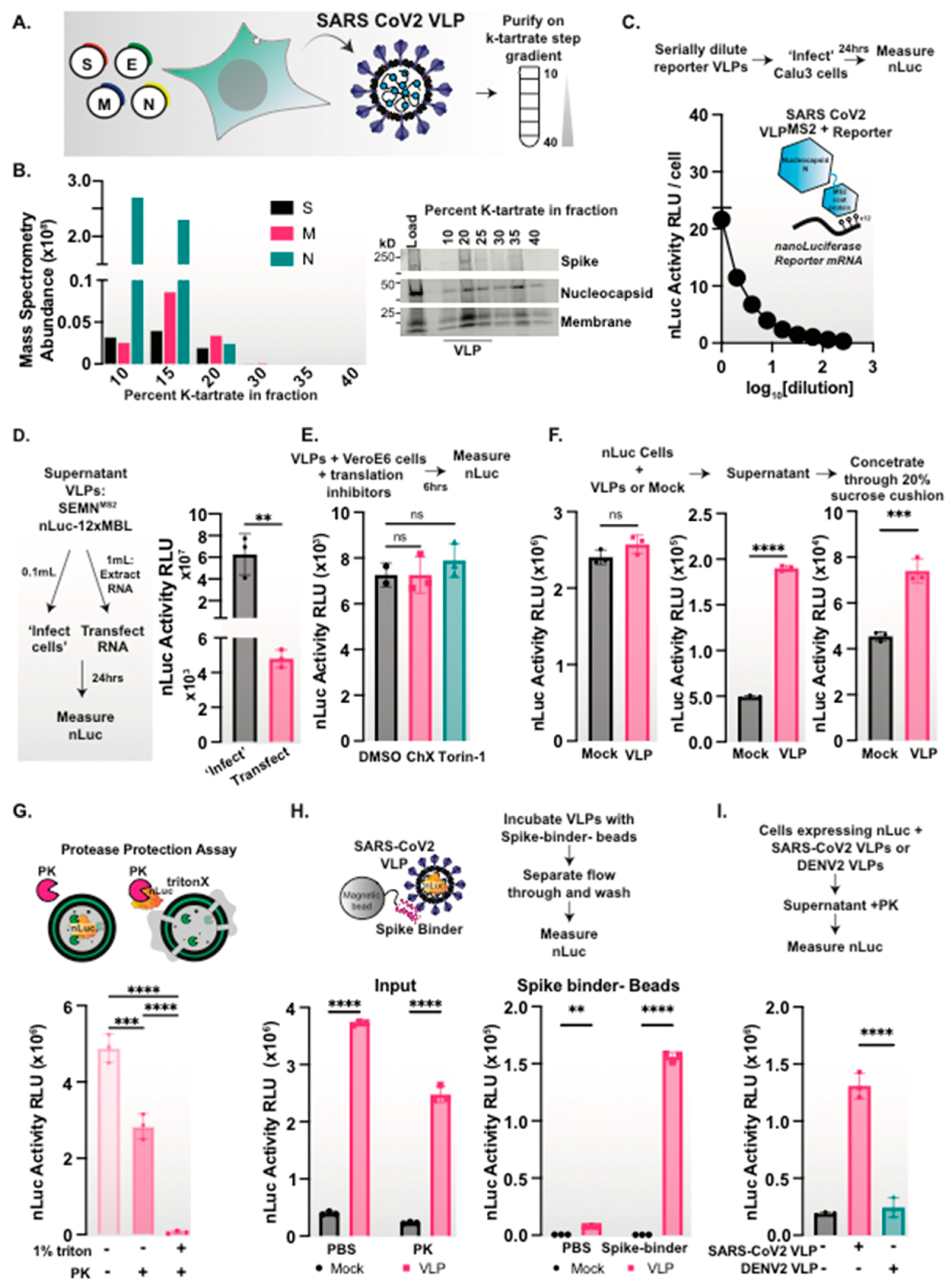 Viruses 15 01335 g001 Viruses 15 01335 g001