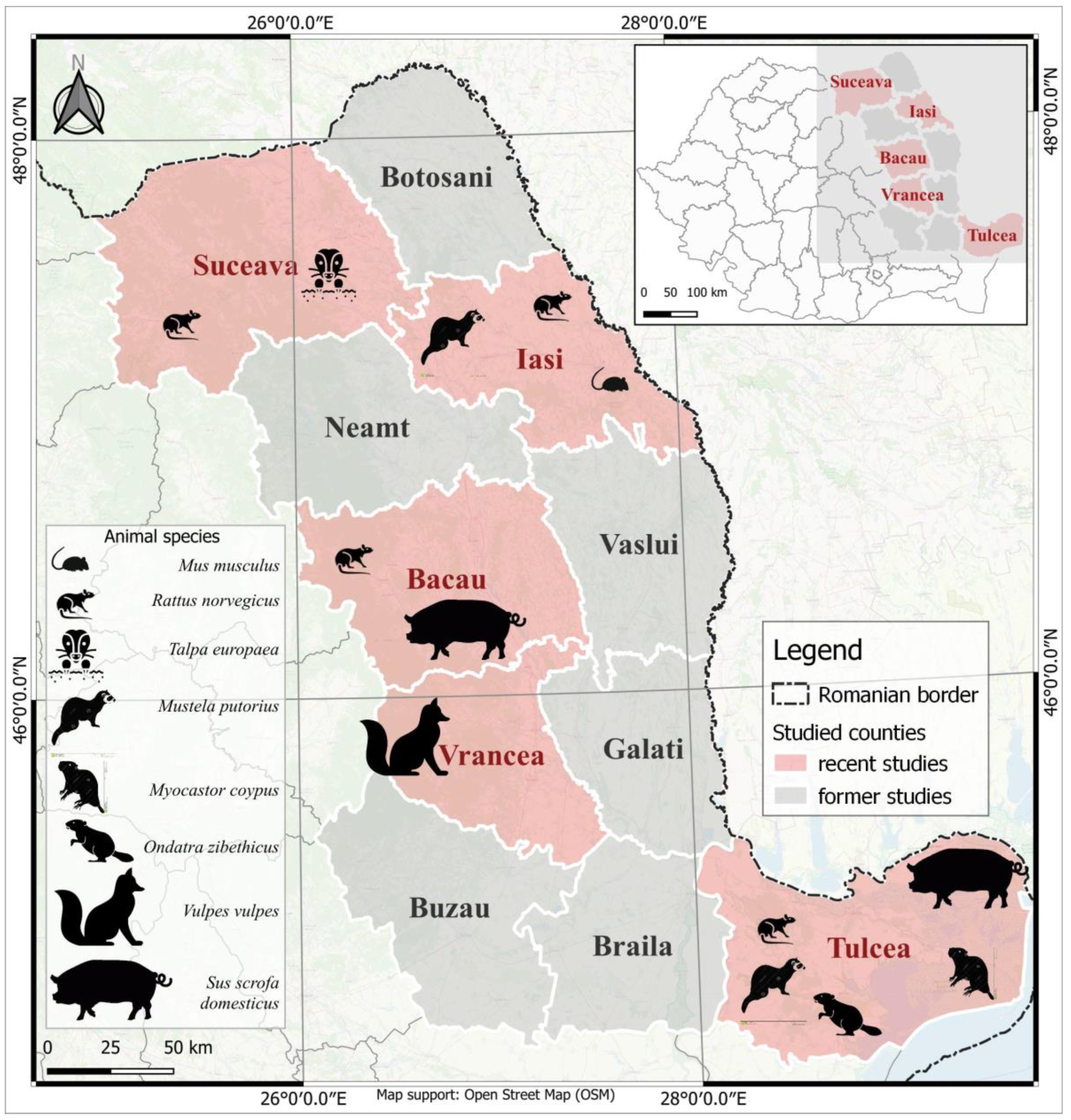 Viruses 15 01337 g001