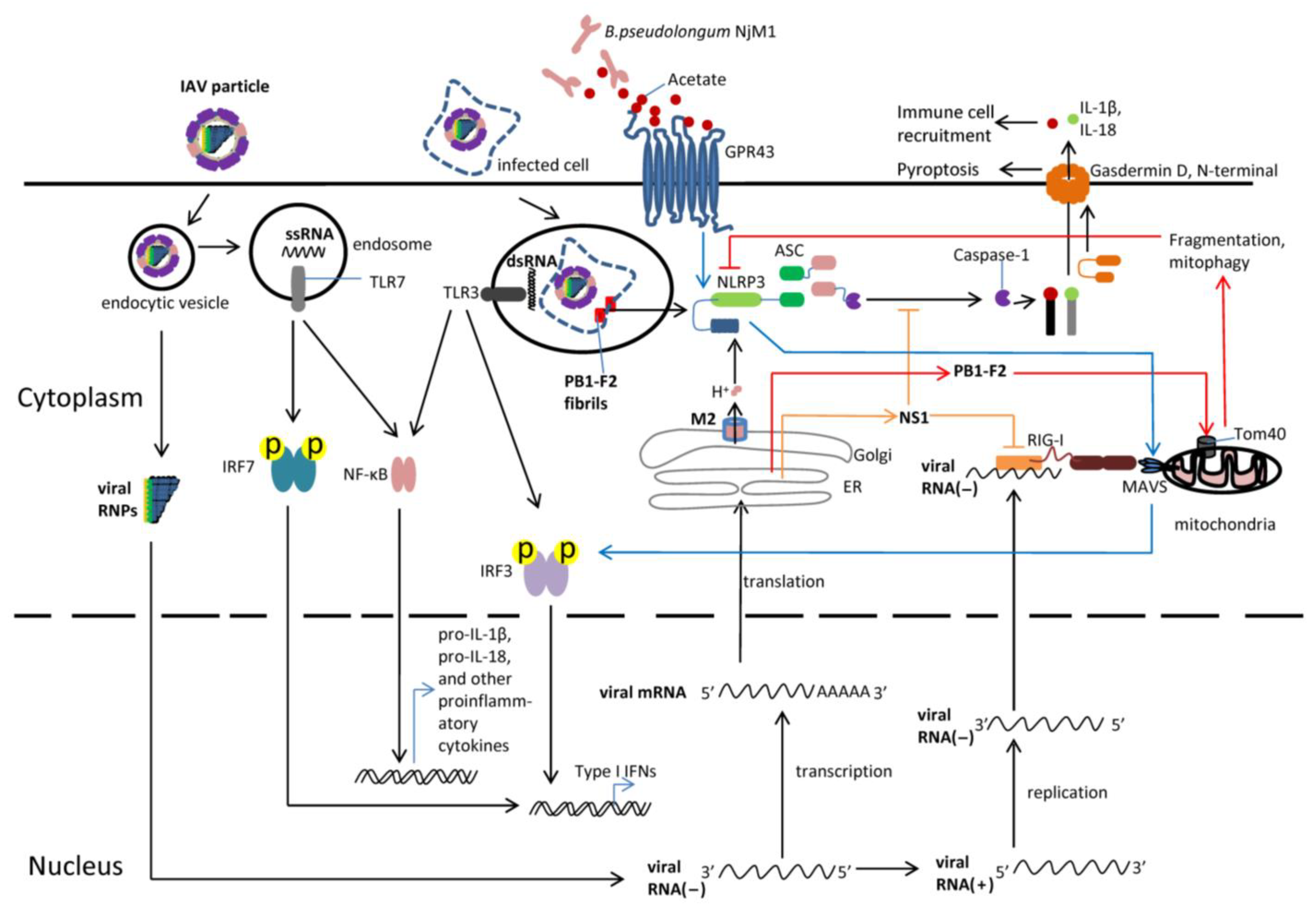 Viruses 15 01339 g001
