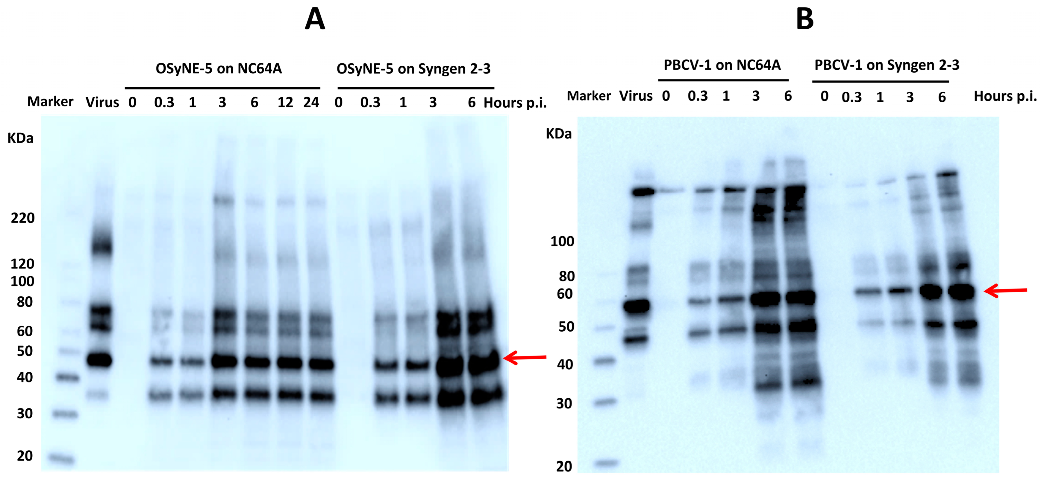 Viruses 15 01341 g003