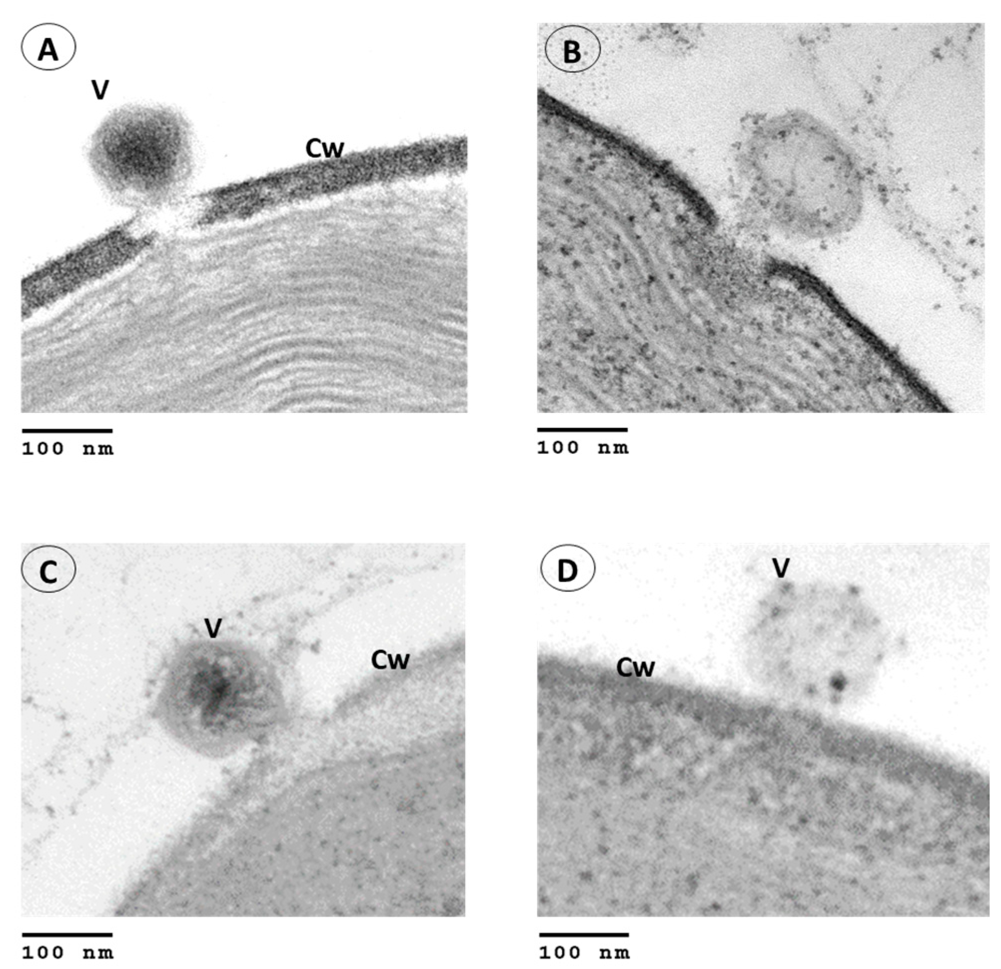 Viruses 15 01341 g004