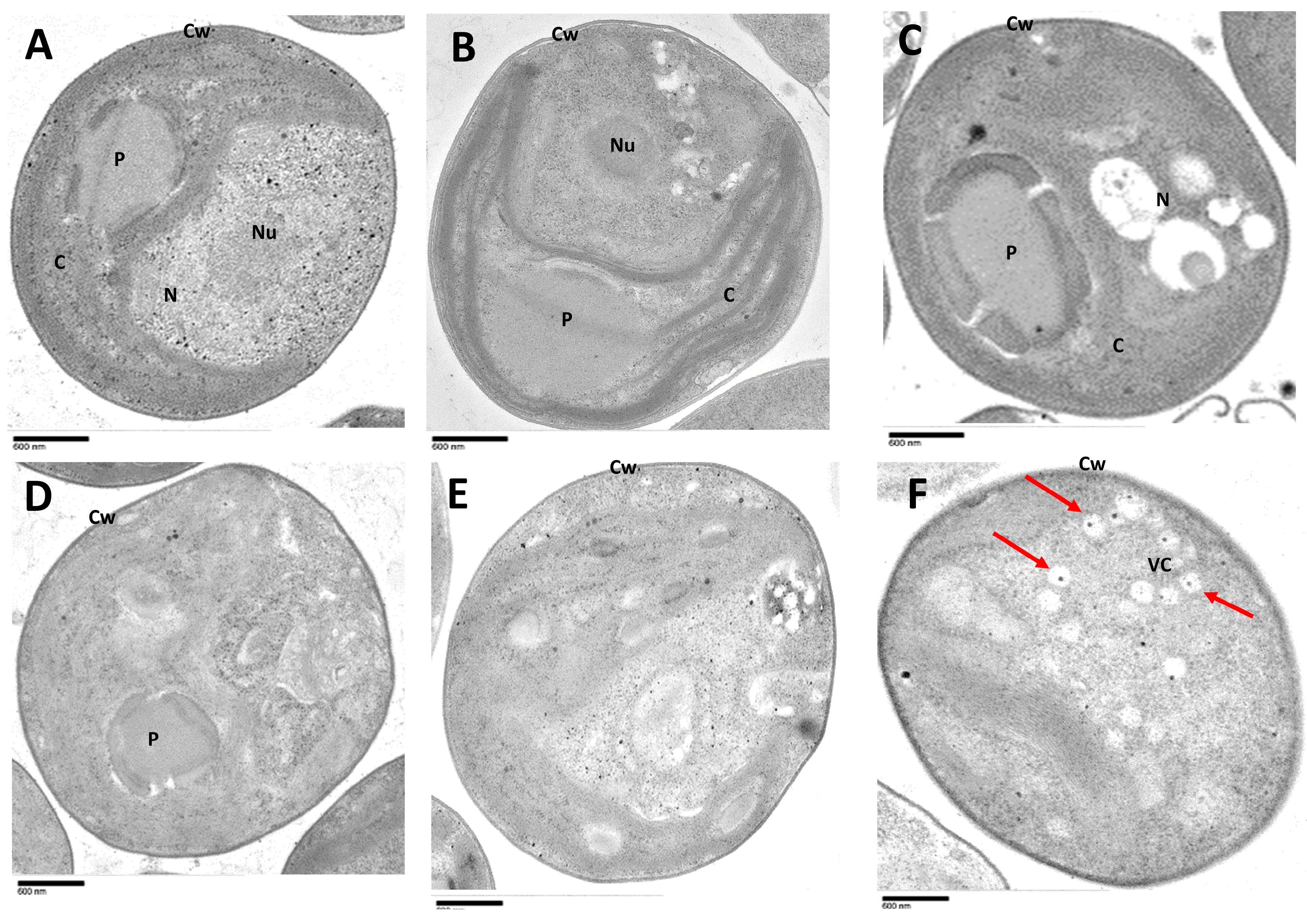 Viruses 15 01341 g006
