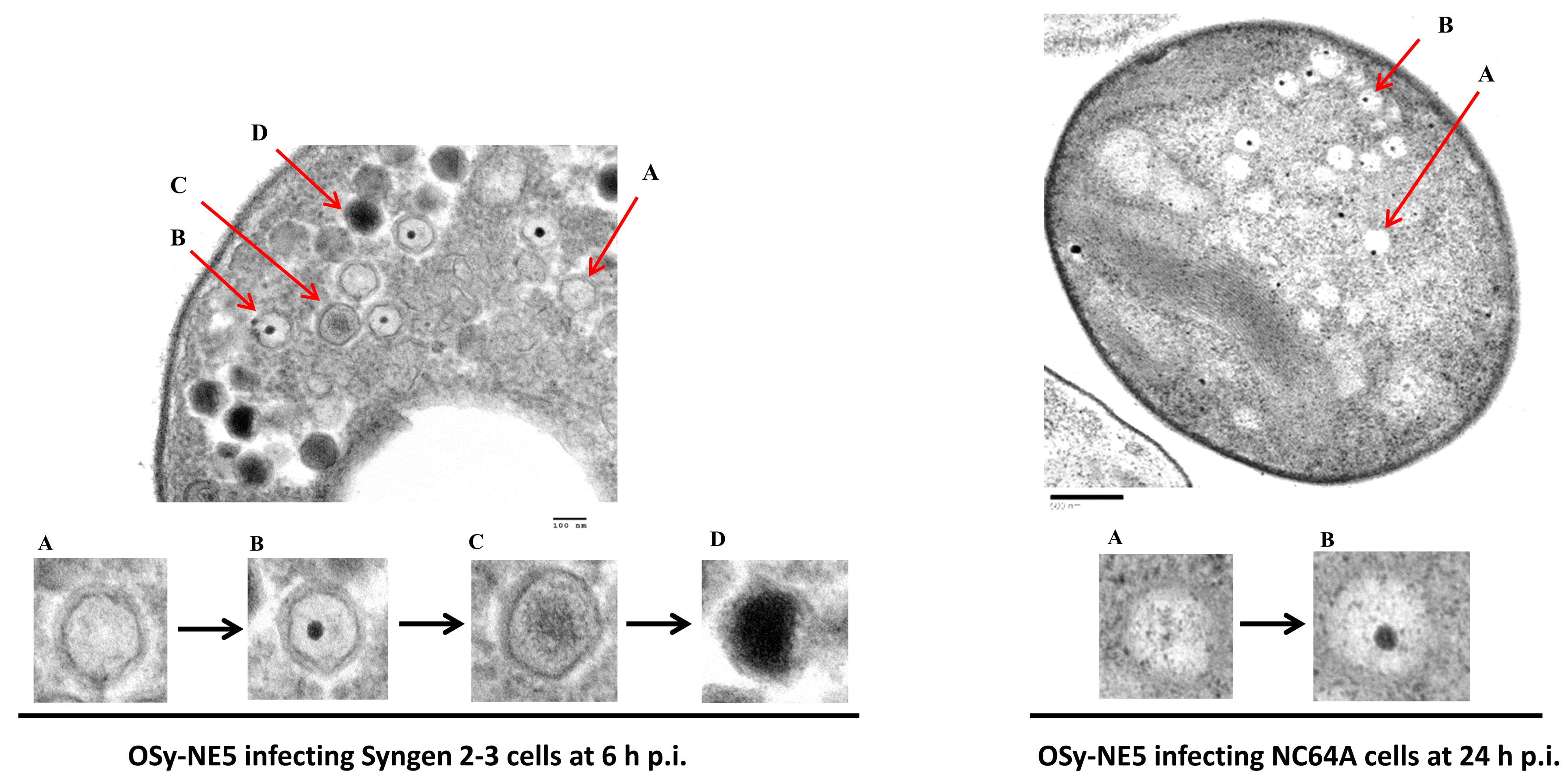 Viruses 15 01341 g007