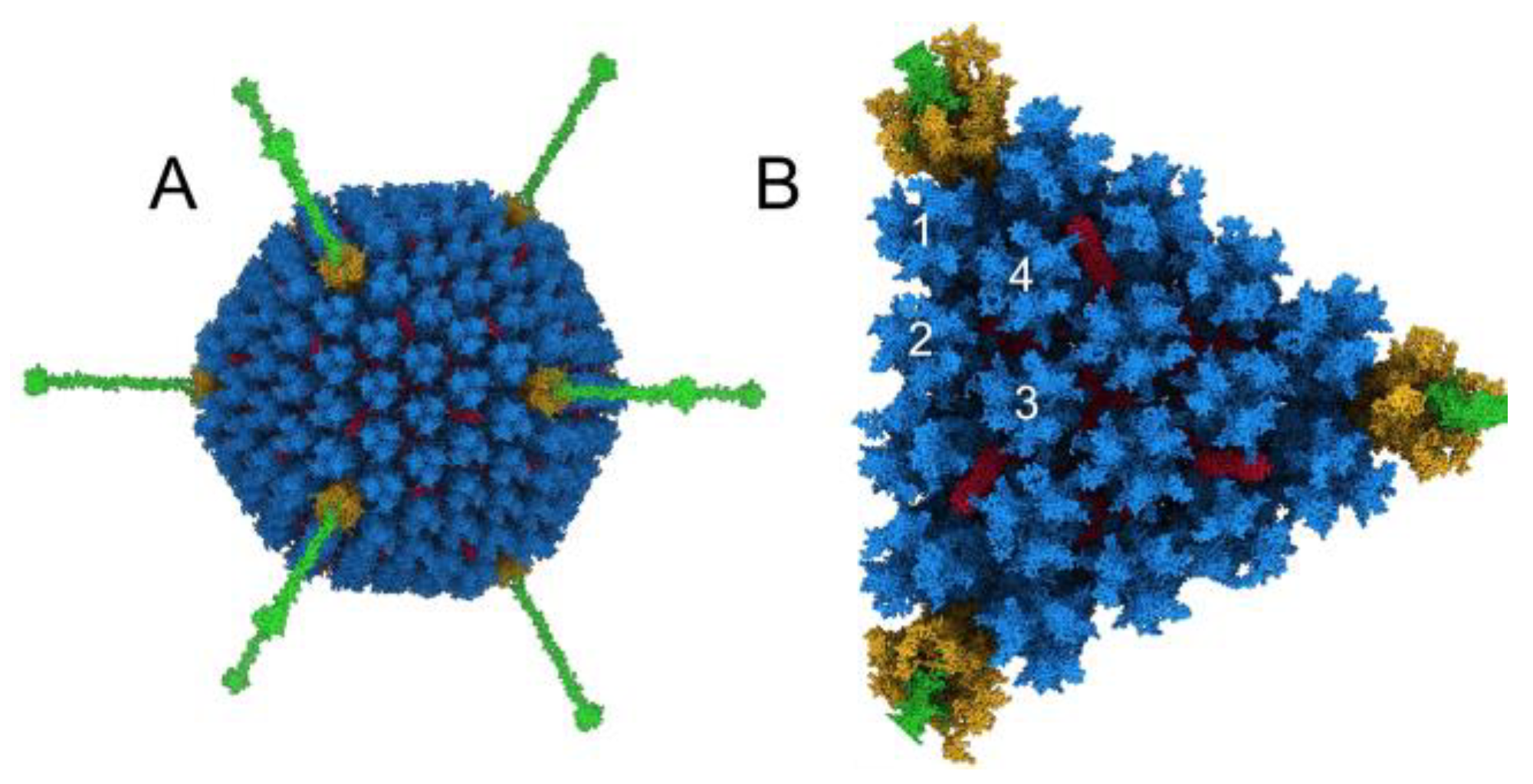 Viruses 15 01343 g001 Viruses 15 01343 g001