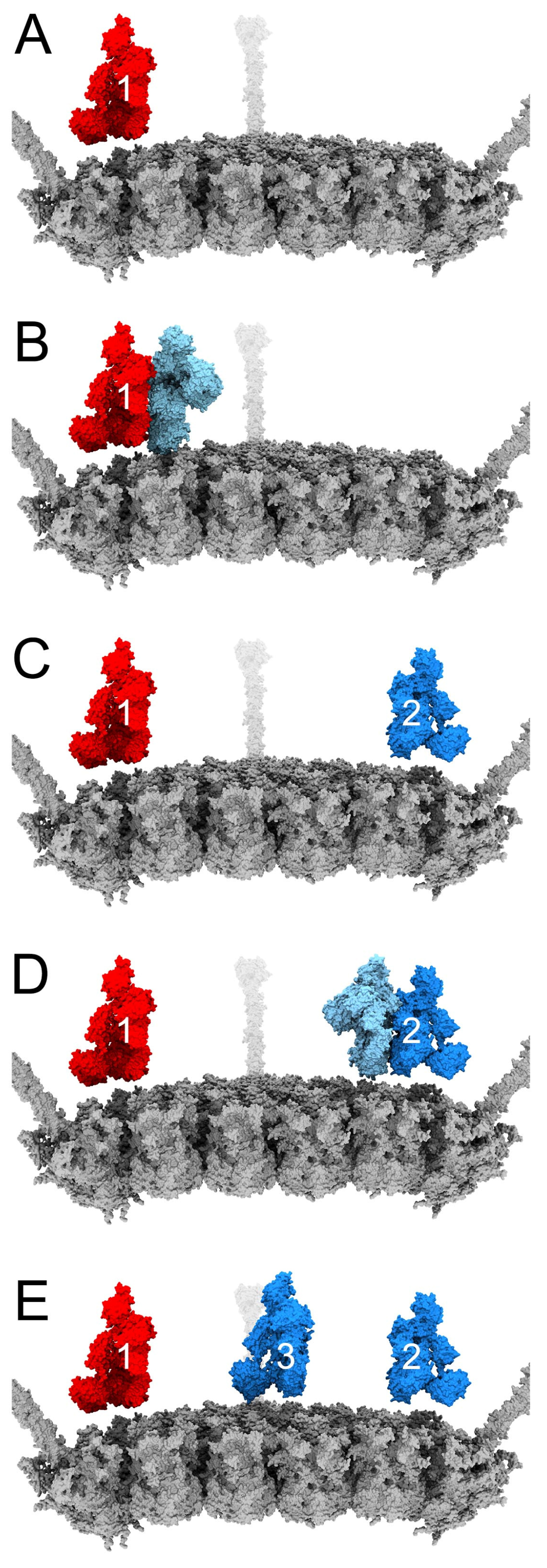 Viruses 15 01343 g003 Viruses 15 01343 g003