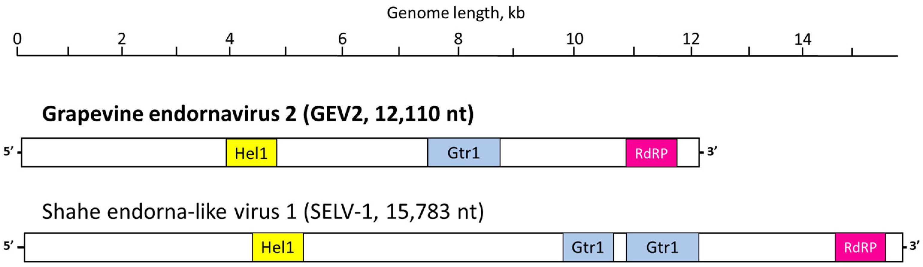 Viruses 15 01347 g002