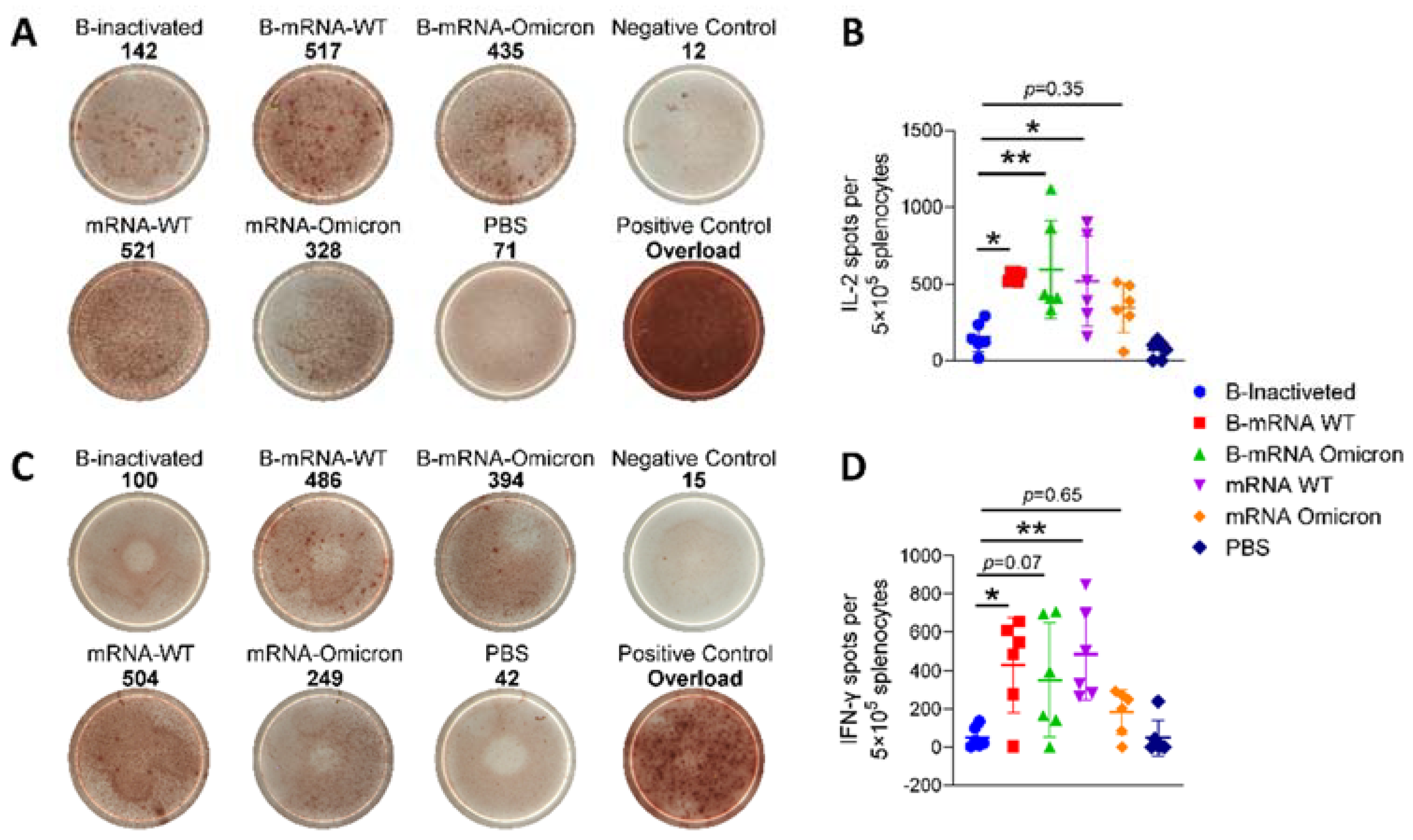 Viruses 15 01351 g003 Viruses 15 01351 g003