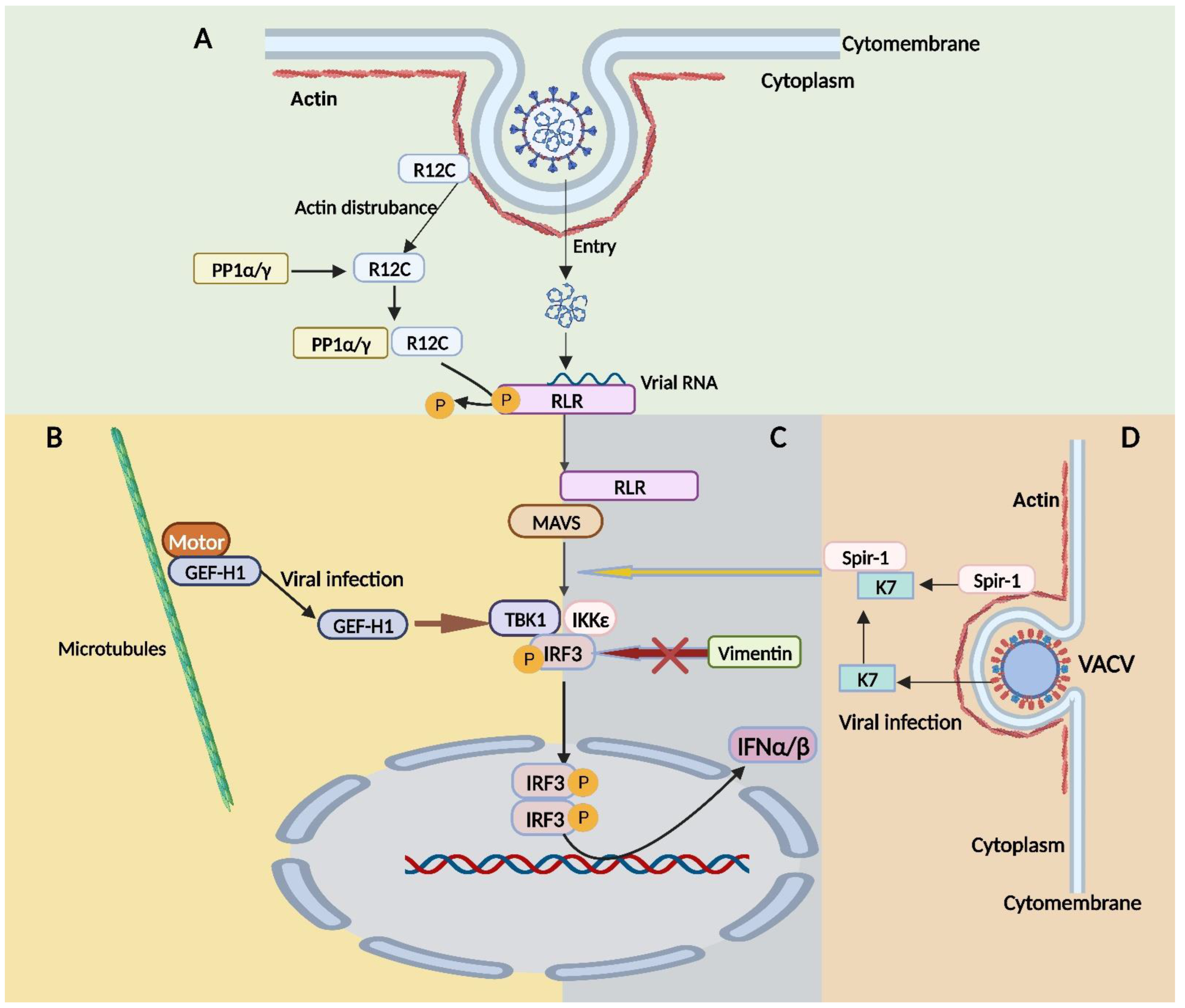 Viruses 15 01354 g004