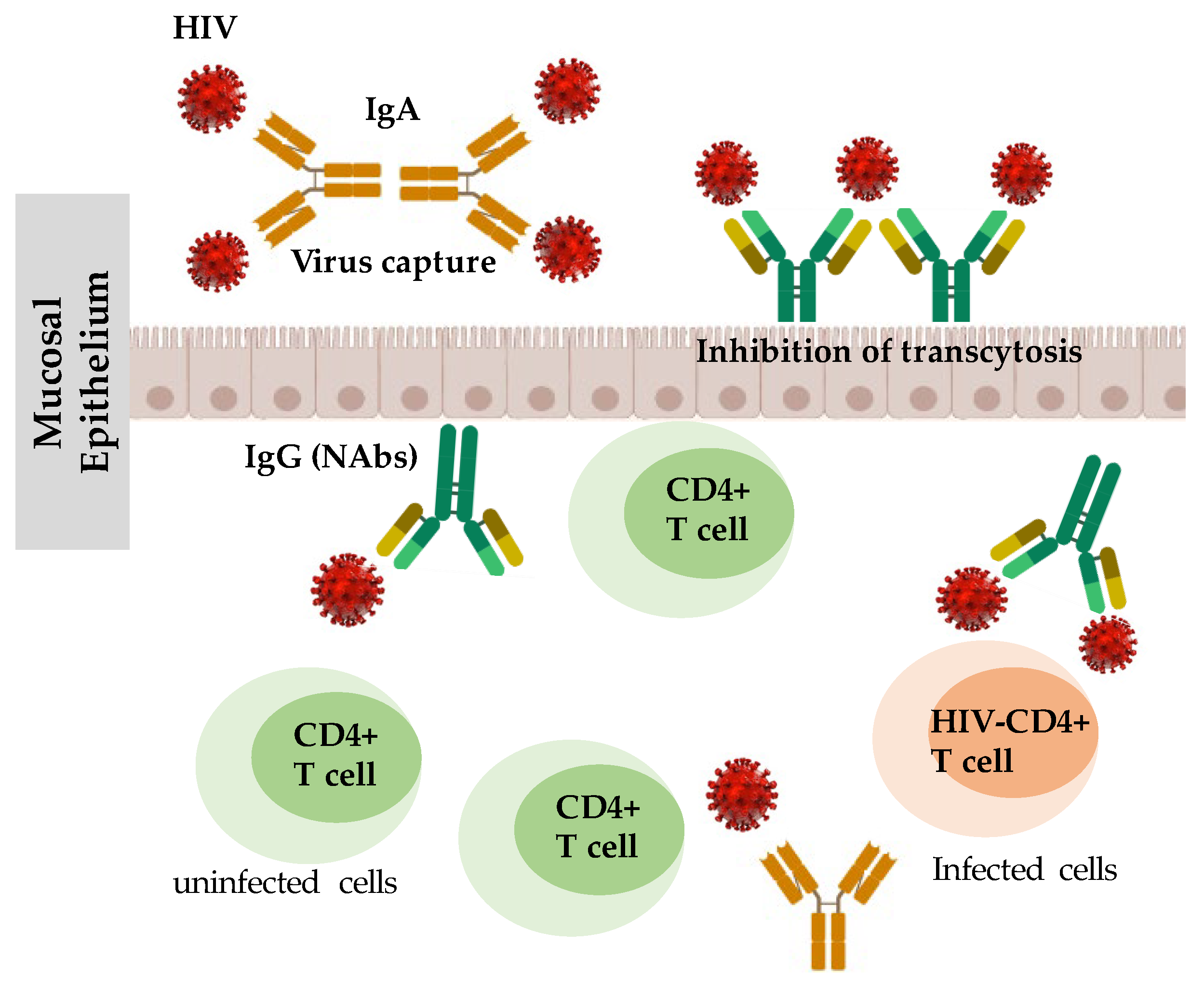 Widespread vertical transmission of secretory immunoglobulin A