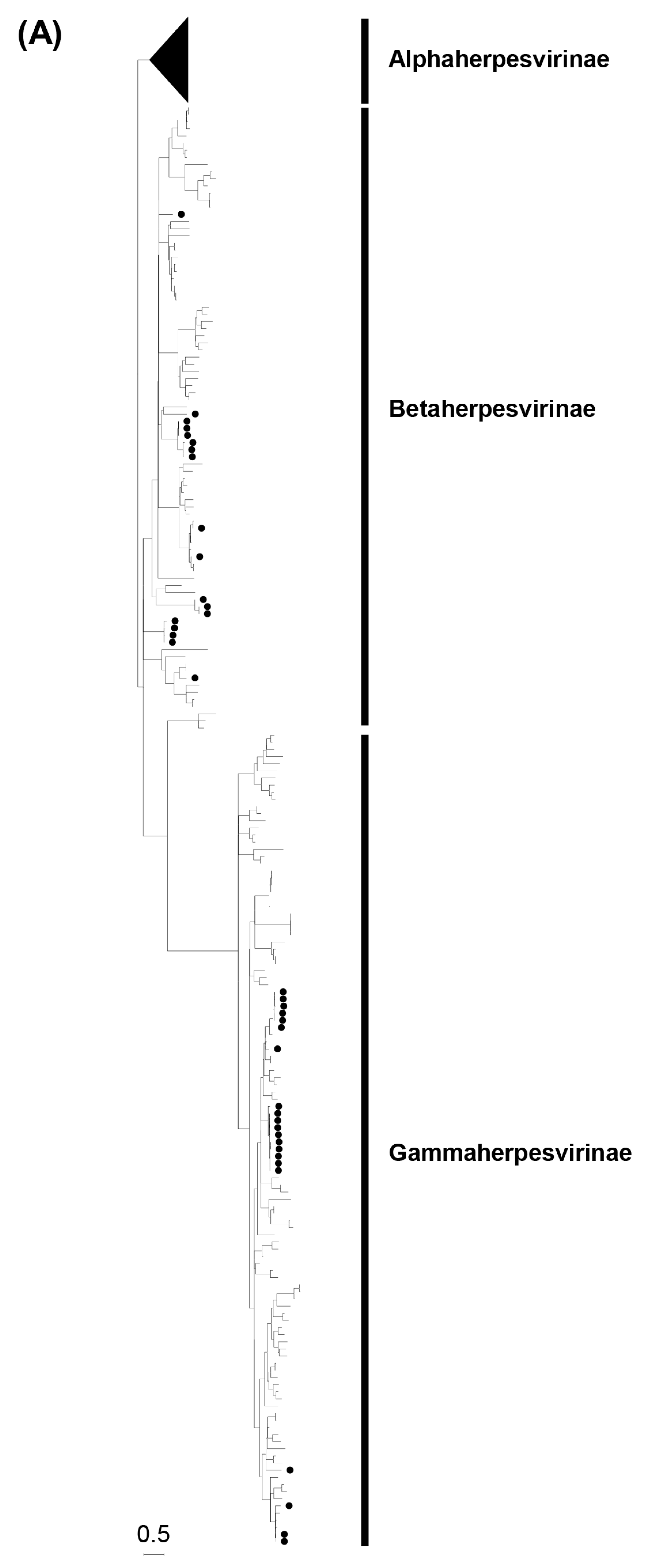 Viruses 15 01369 g001a Viruses 15 01369 g001a
