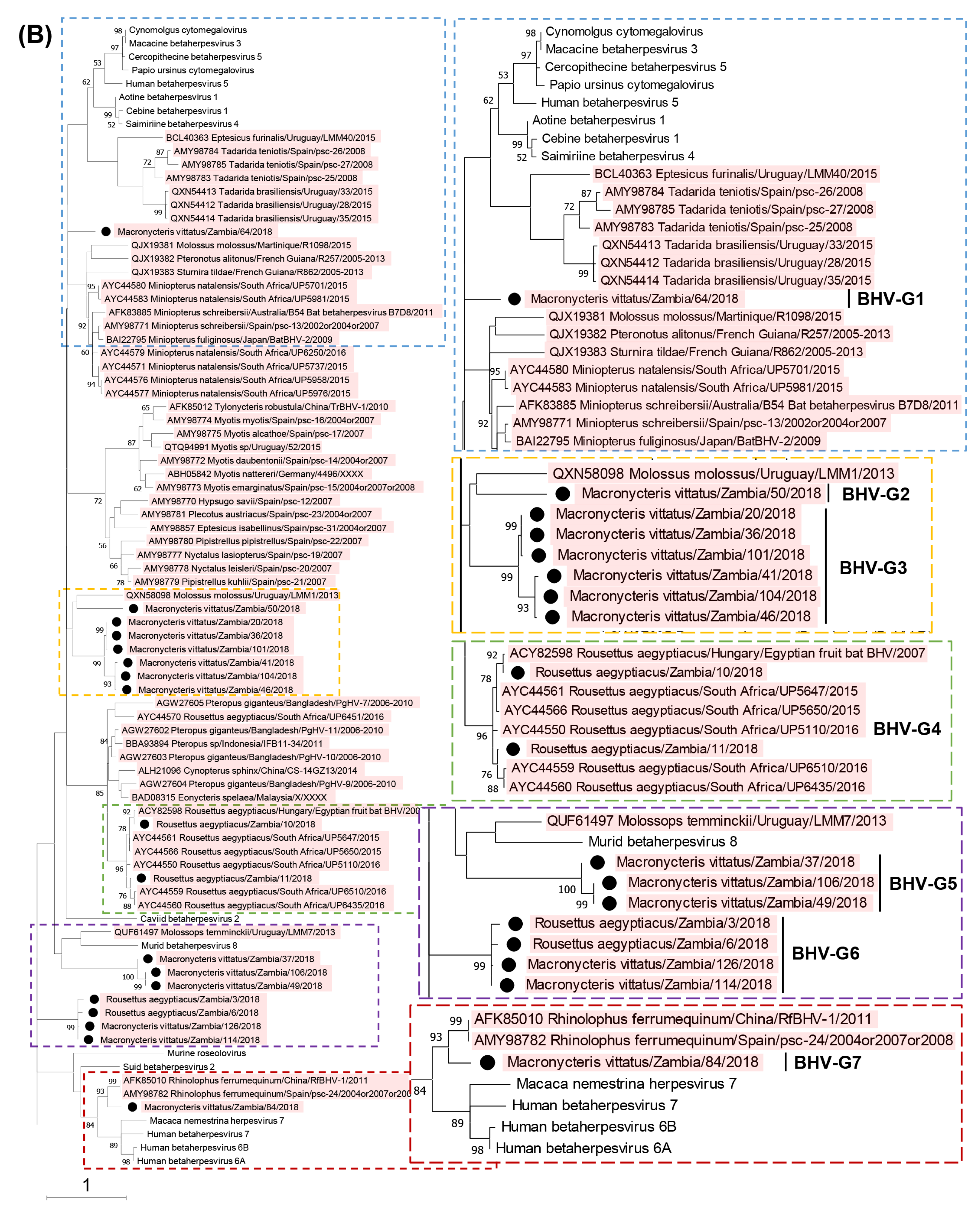 Viruses 15 01369 g001b Viruses 15 01369 g001b