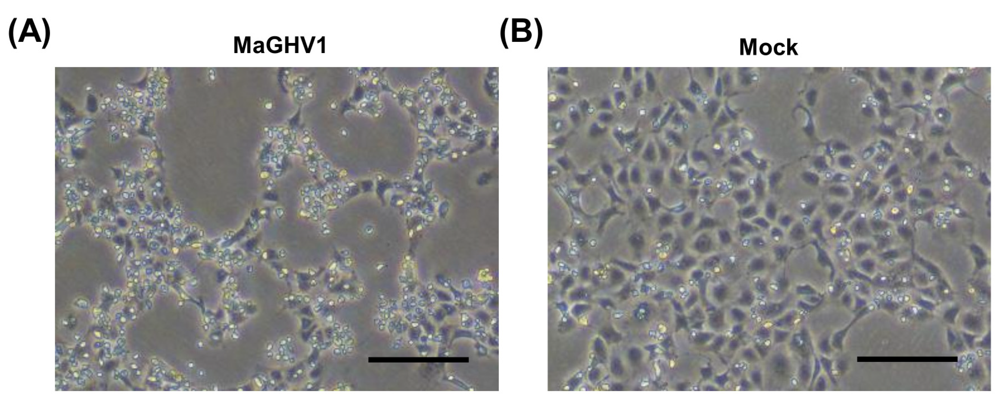 Viruses 15 01369 g002 Viruses 15 01369 g002