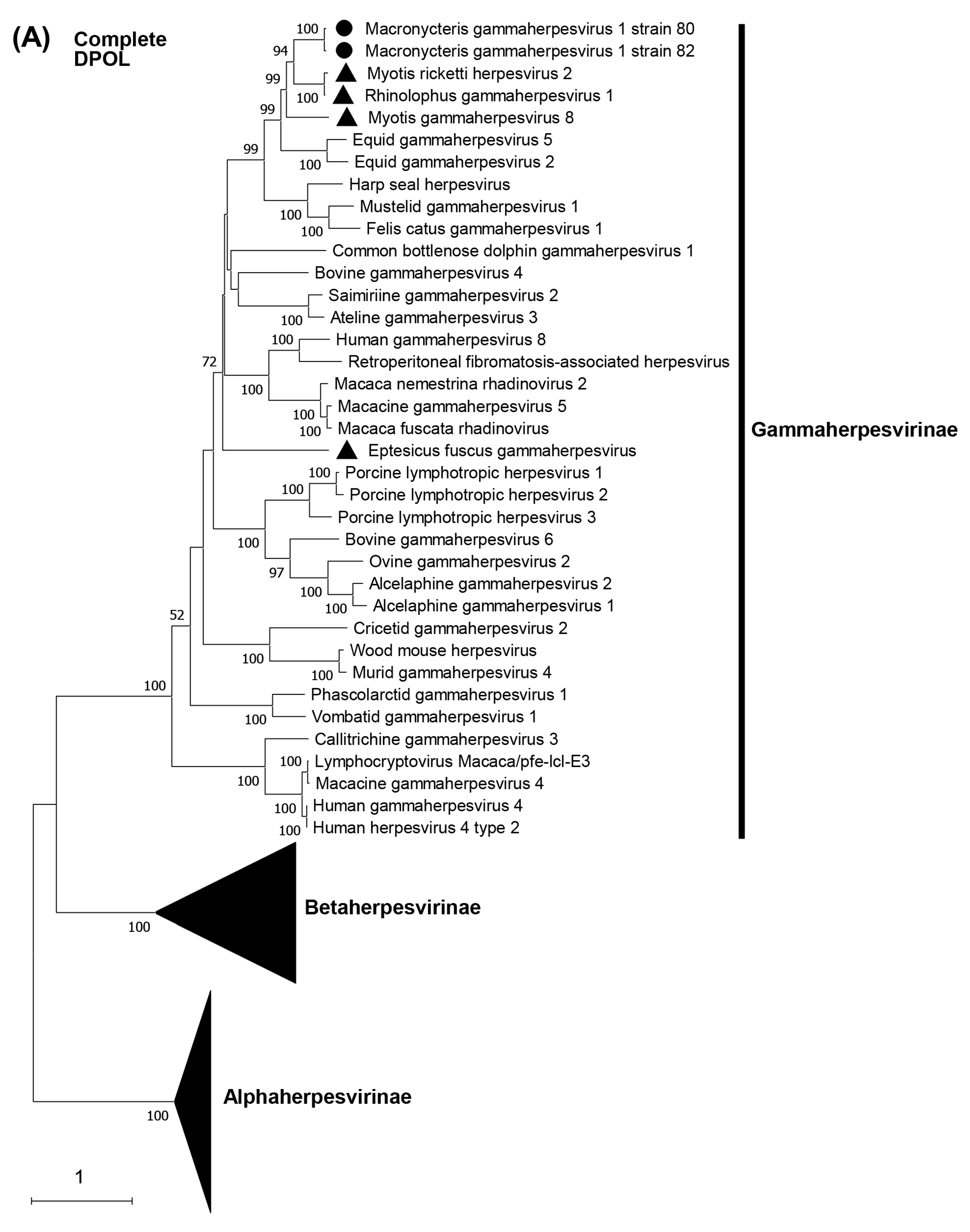 Viruses 15 01369 g004a Viruses 15 01369 g004a