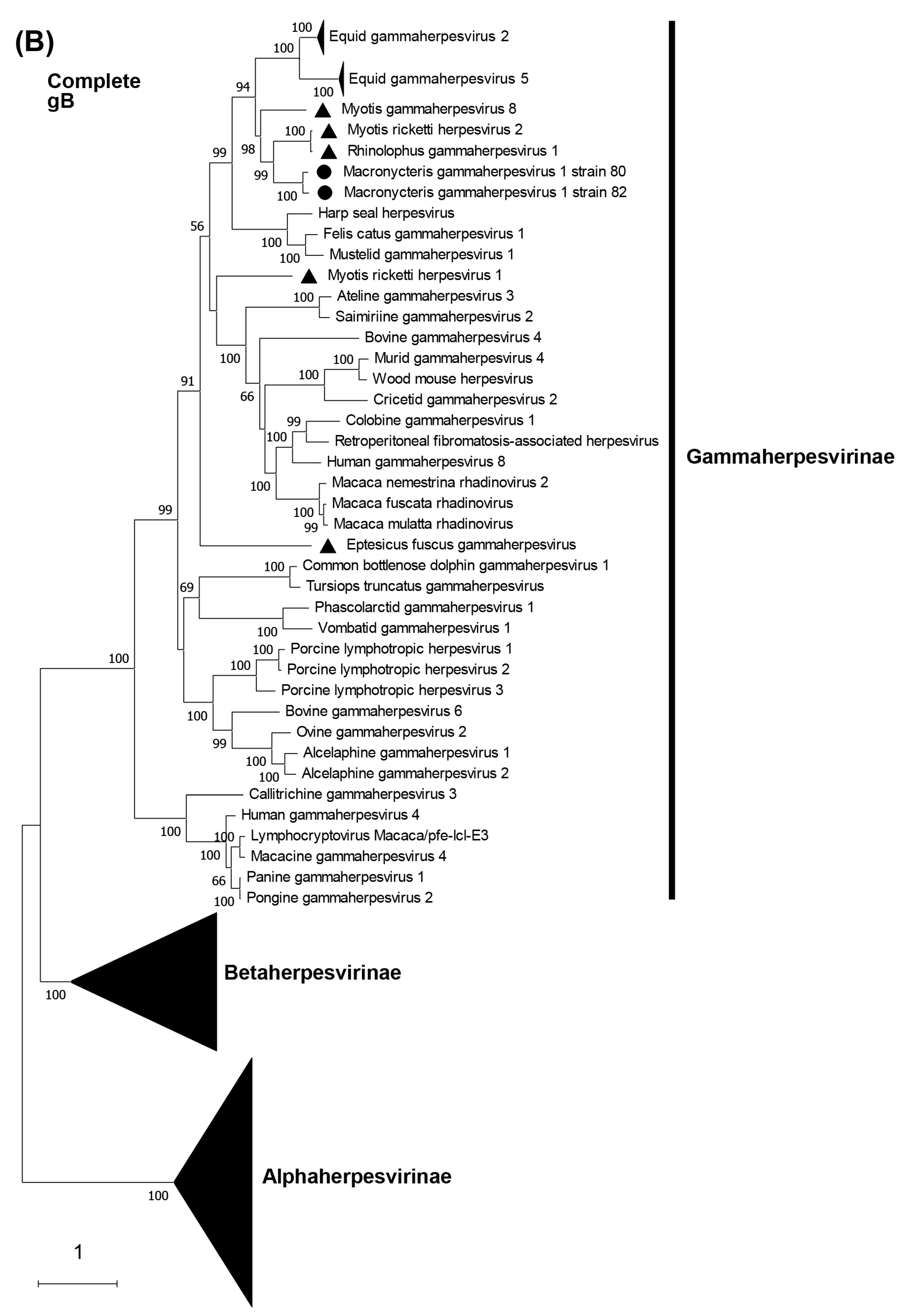 Viruses 15 01369 g004b Viruses 15 01369 g004b