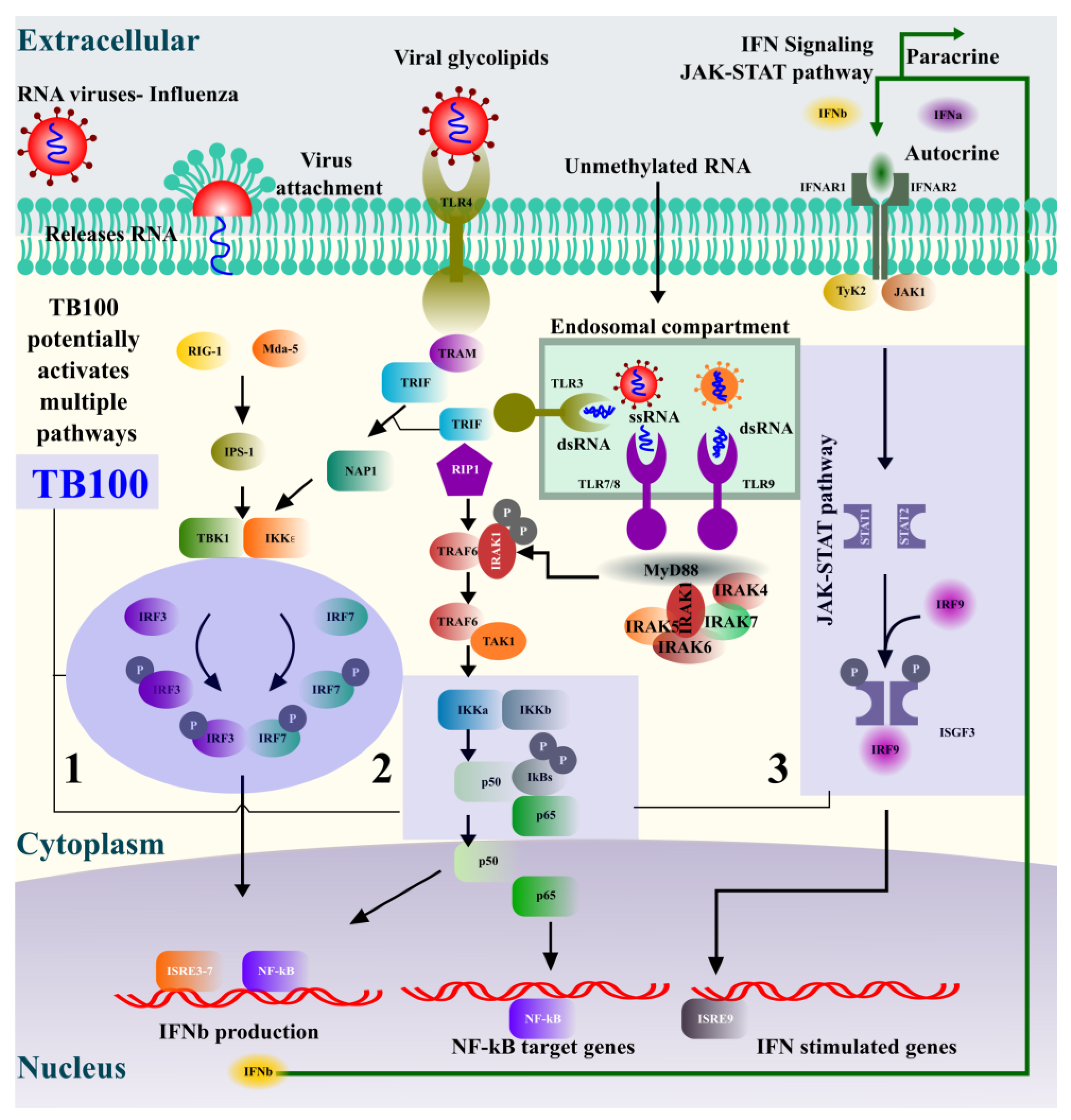 Viruses 15 01375 g006 Viruses 15 01375 g006