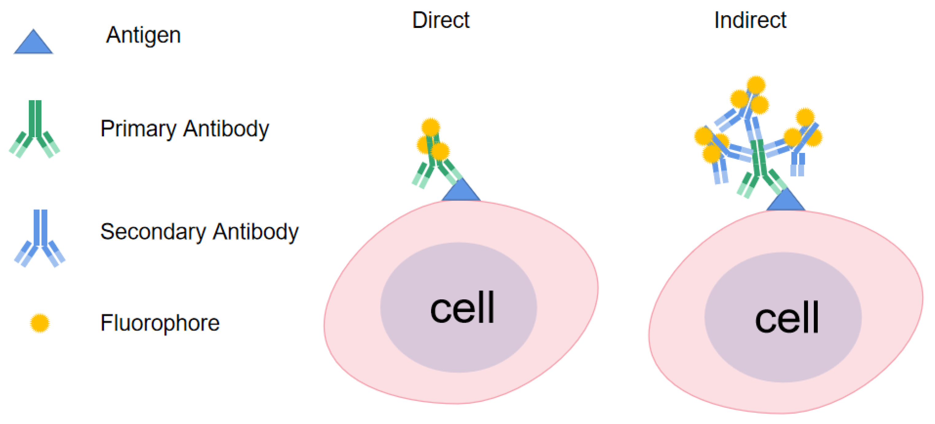 Viruses 15 01378 g002