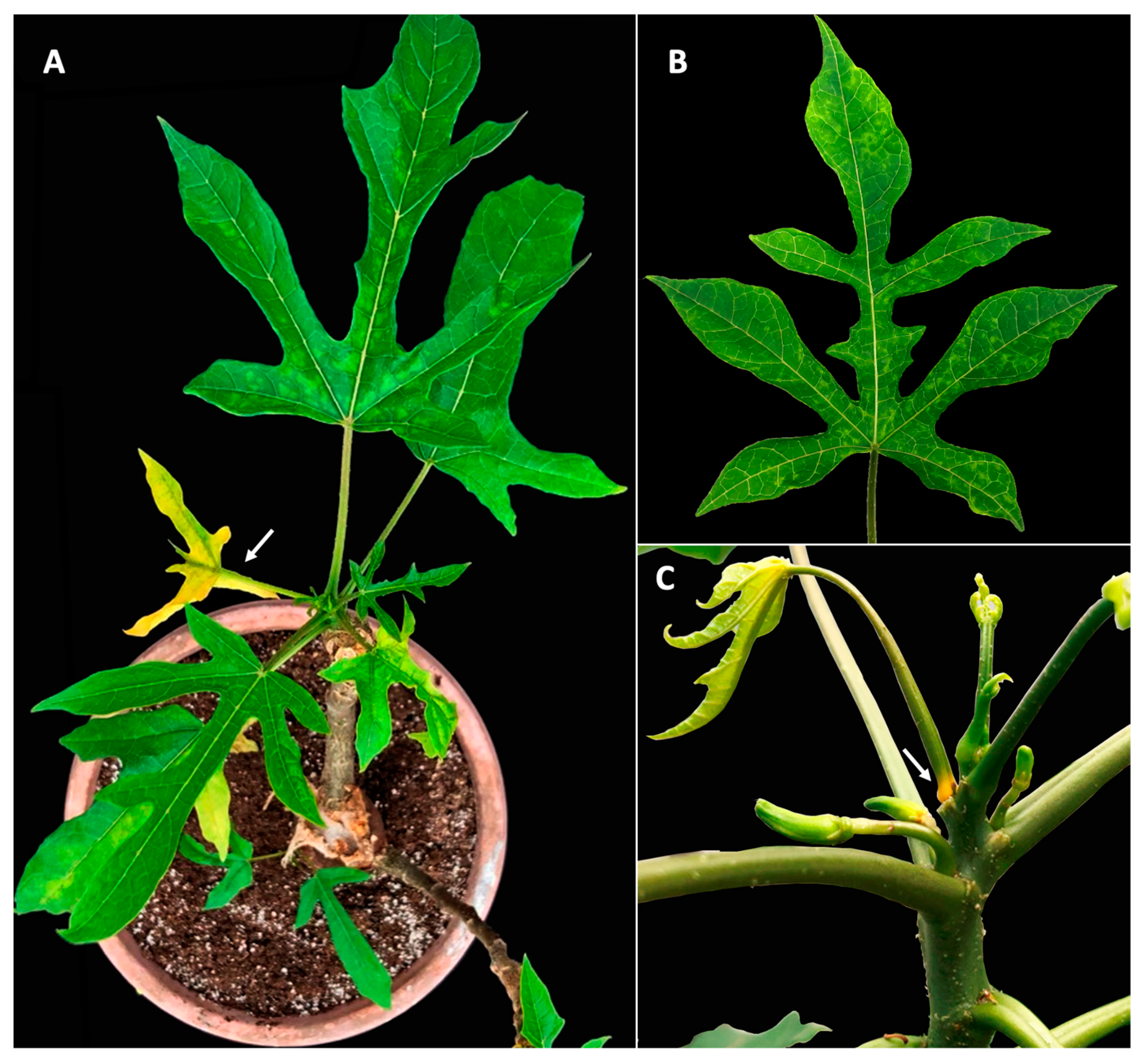 Viruses 15 01380 g001