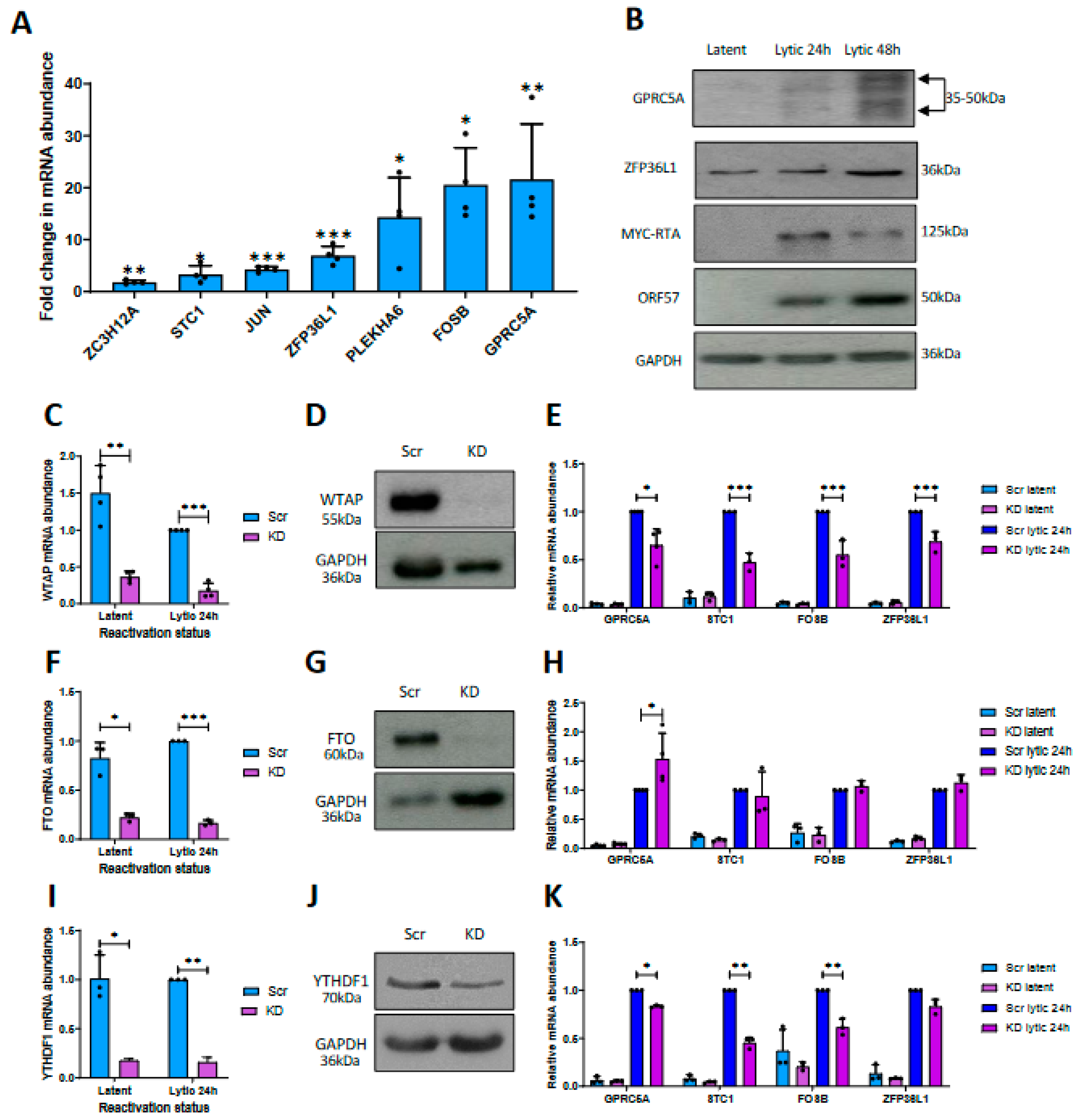 Frontiers  EBV Exploits RNA m6A Modification to Promote Cell Survival and  Progeny Virus Production During Lytic Cycle