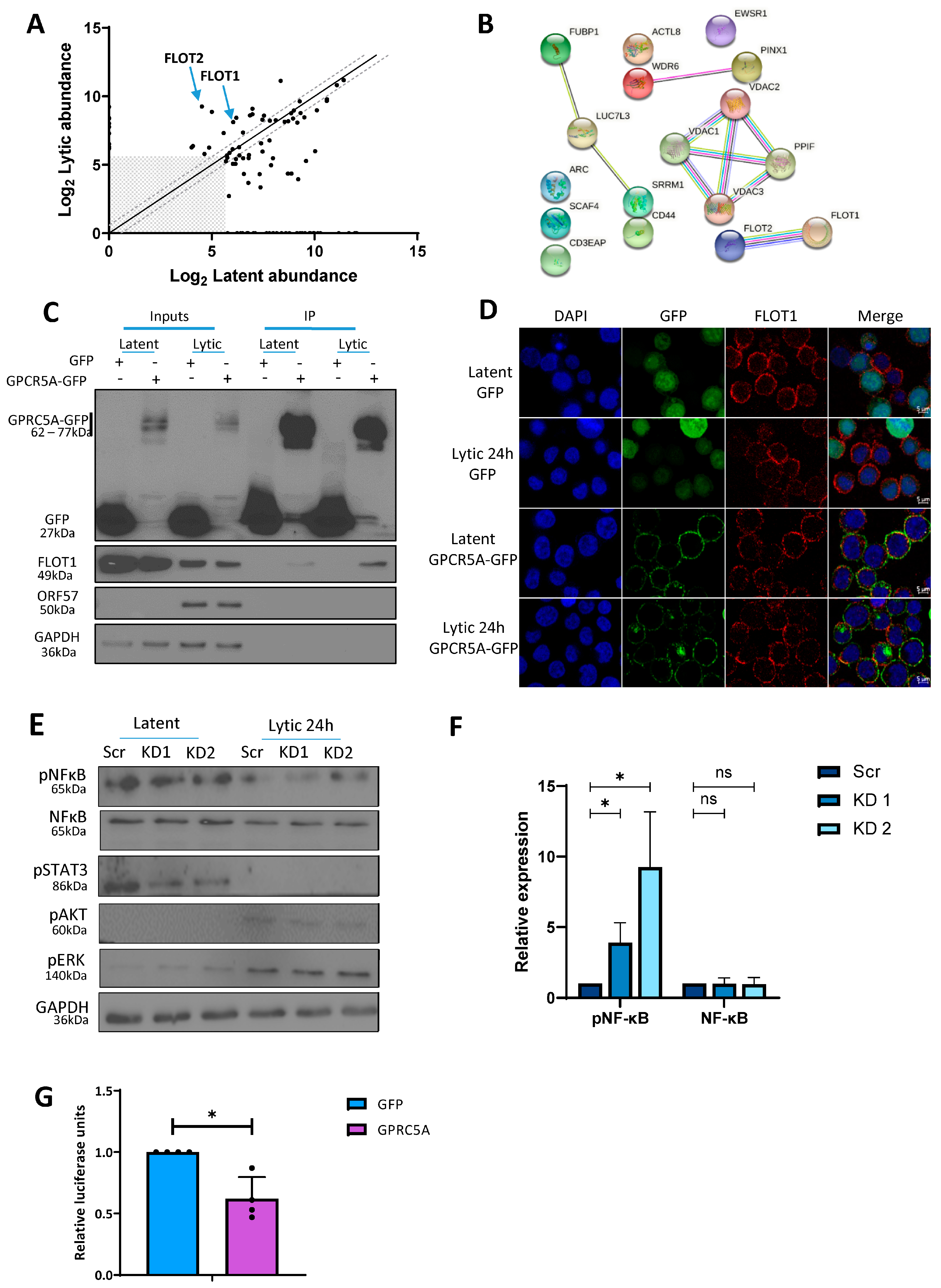 Viruses 15 01381 g005