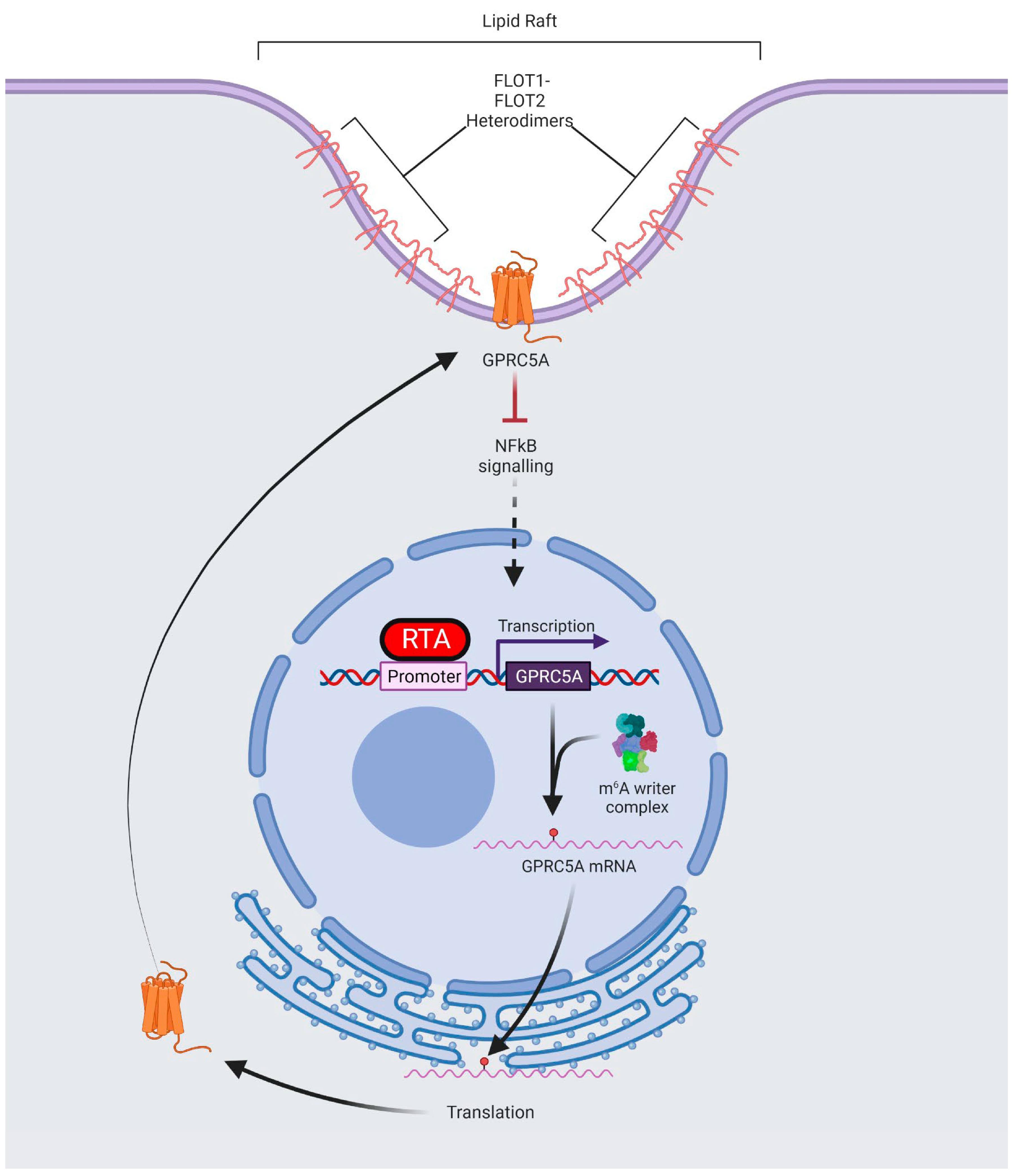 Frontiers  EBV Exploits RNA m6A Modification to Promote Cell Survival and  Progeny Virus Production During Lytic Cycle