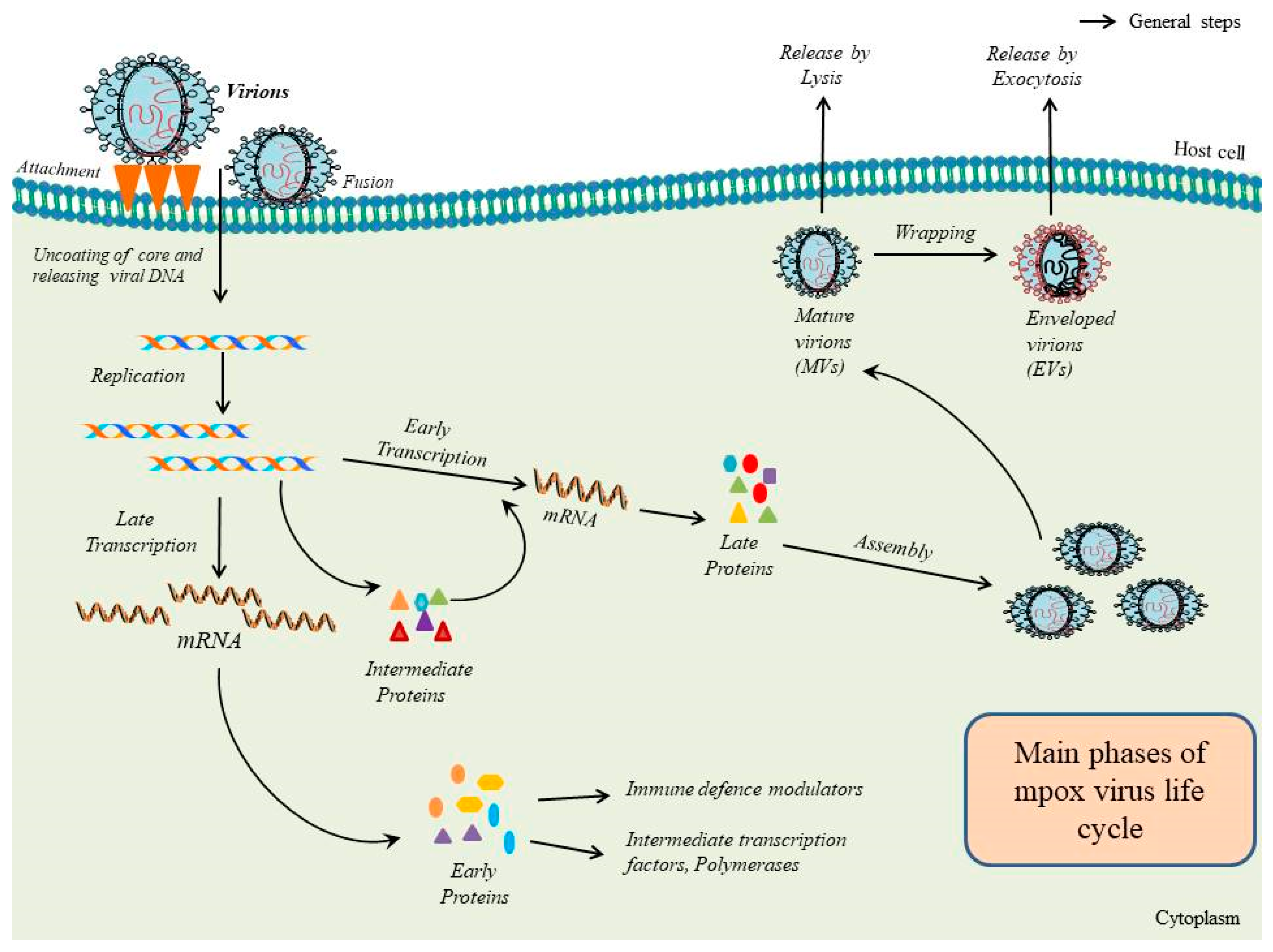 Viruses 15 01386 g001 Viruses 15 01386 g001