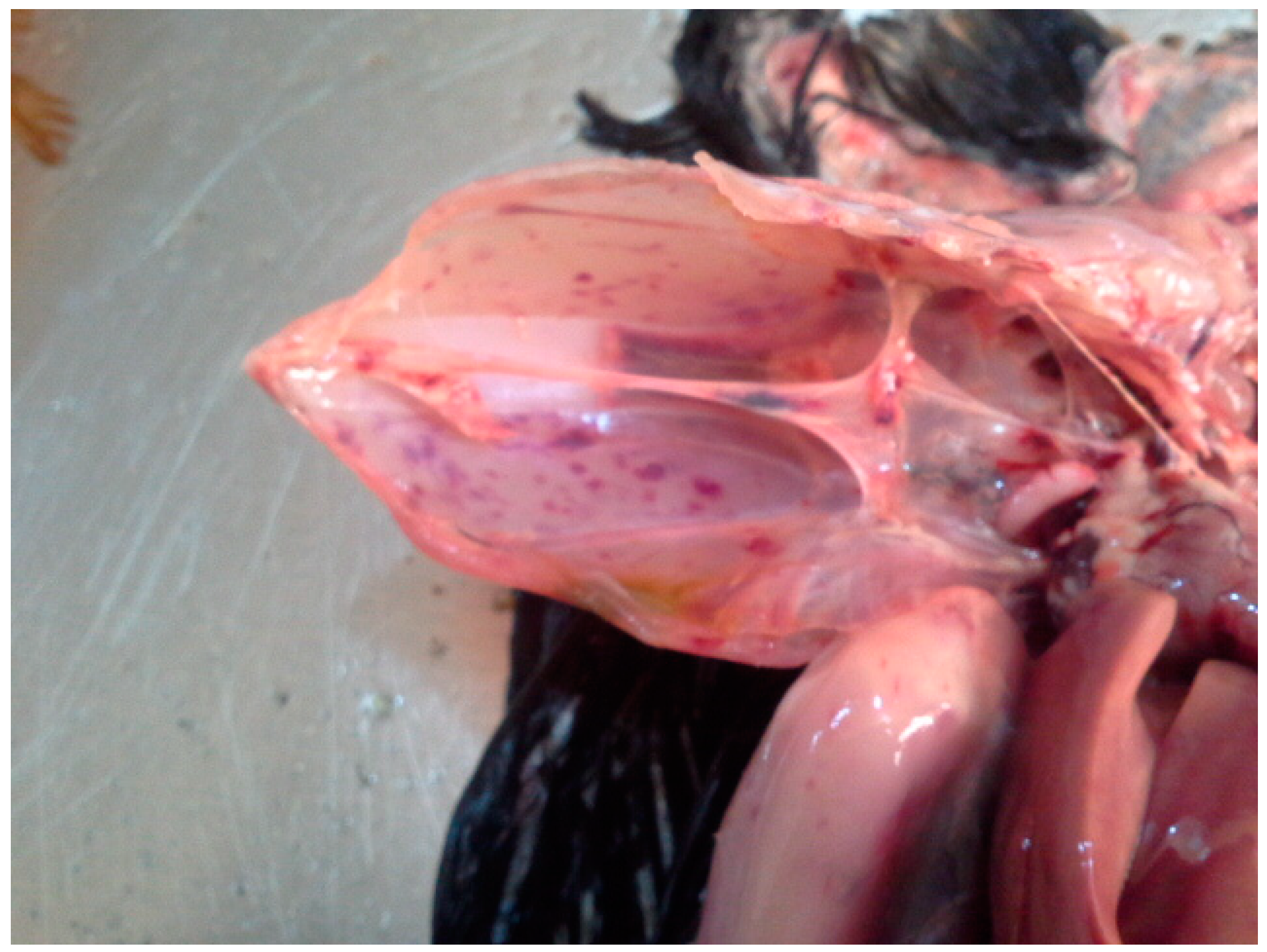 Viruses 15 01387 g002