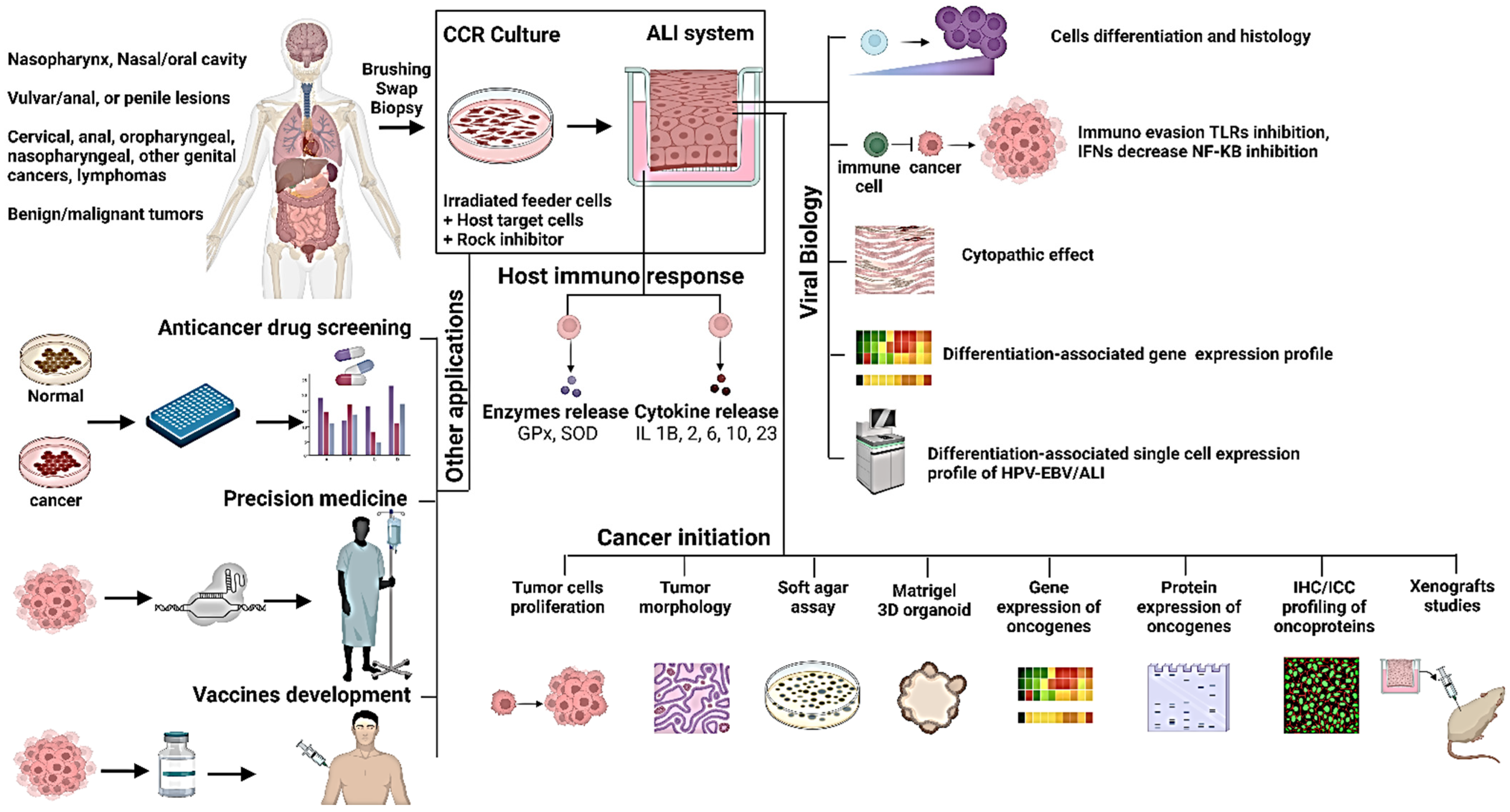 Viruses 15 01388 g001 Viruses 15 01388 g001