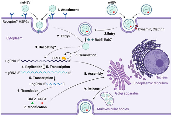 Hepatitis E Virus Infections: Epidemiology, Genetic Diversity, and ...