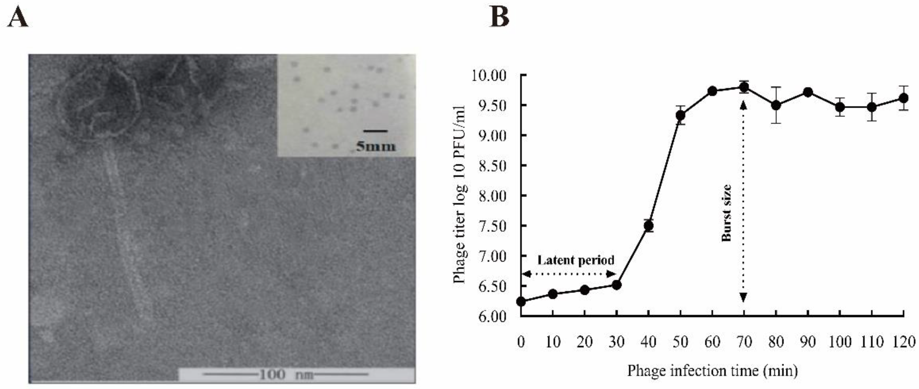 Viruses 15 01392 g002 Viruses 15 01392 g002