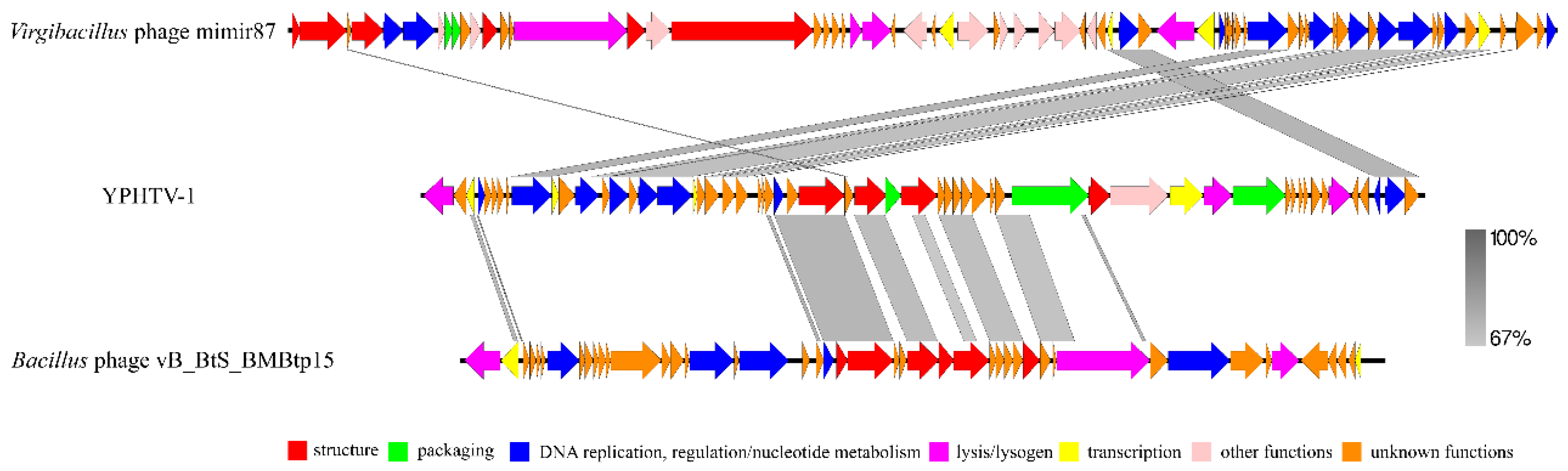 Viruses 15 01392 g006 Viruses 15 01392 g006