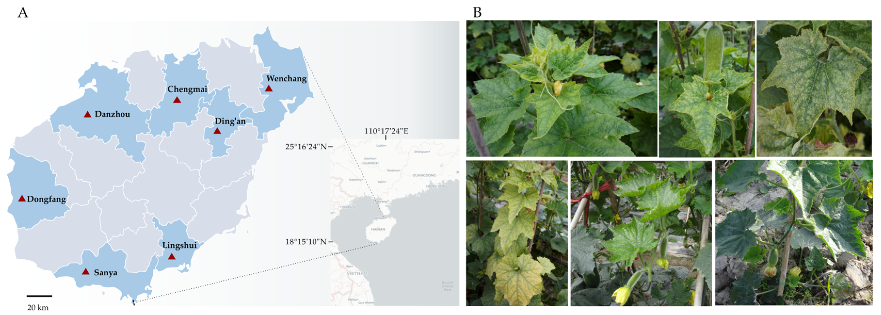 Viruses 15 01396 g001 Viruses 15 01396 g001