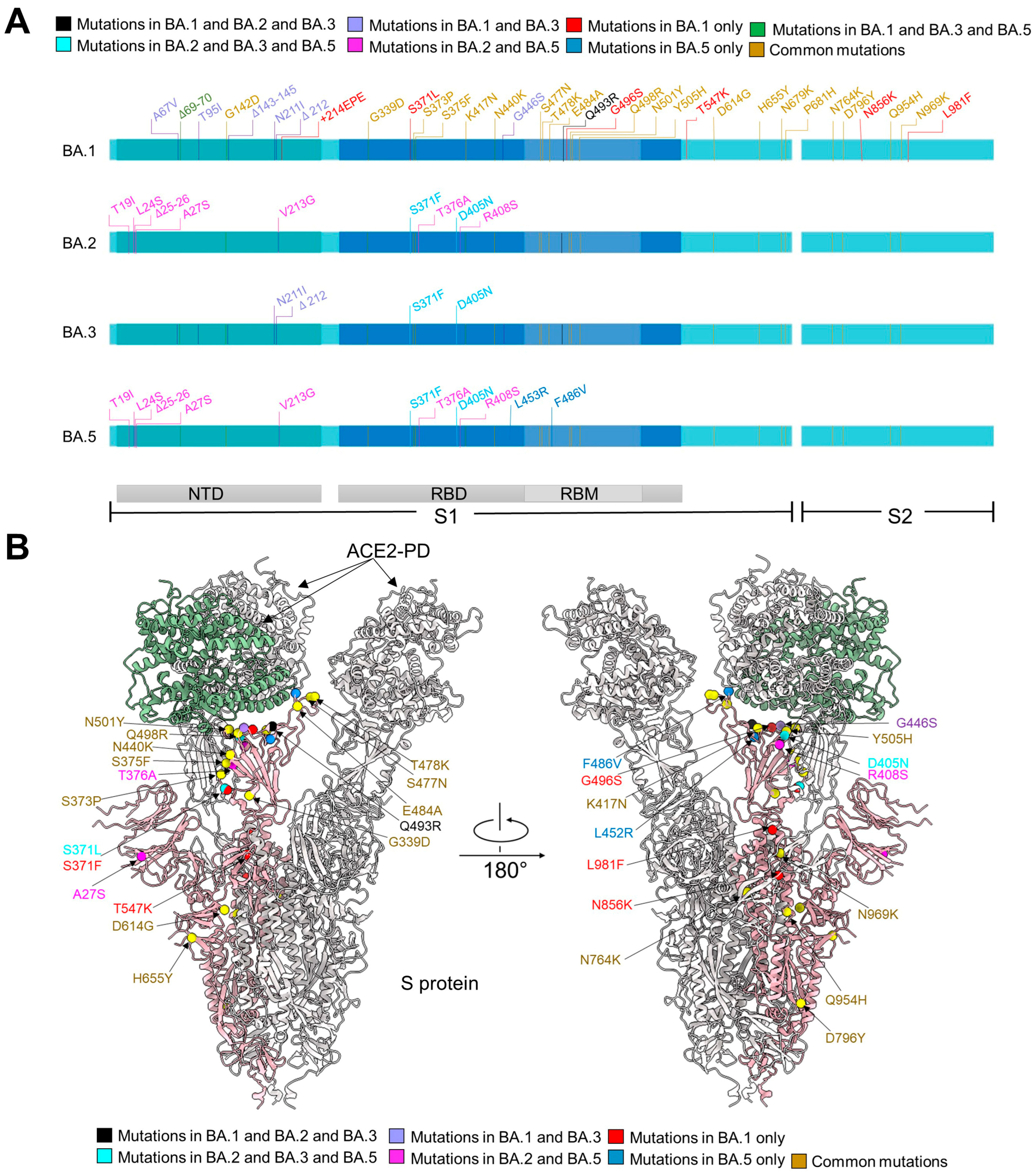 Viruses 15 01398 g001 Viruses 15 01398 g001