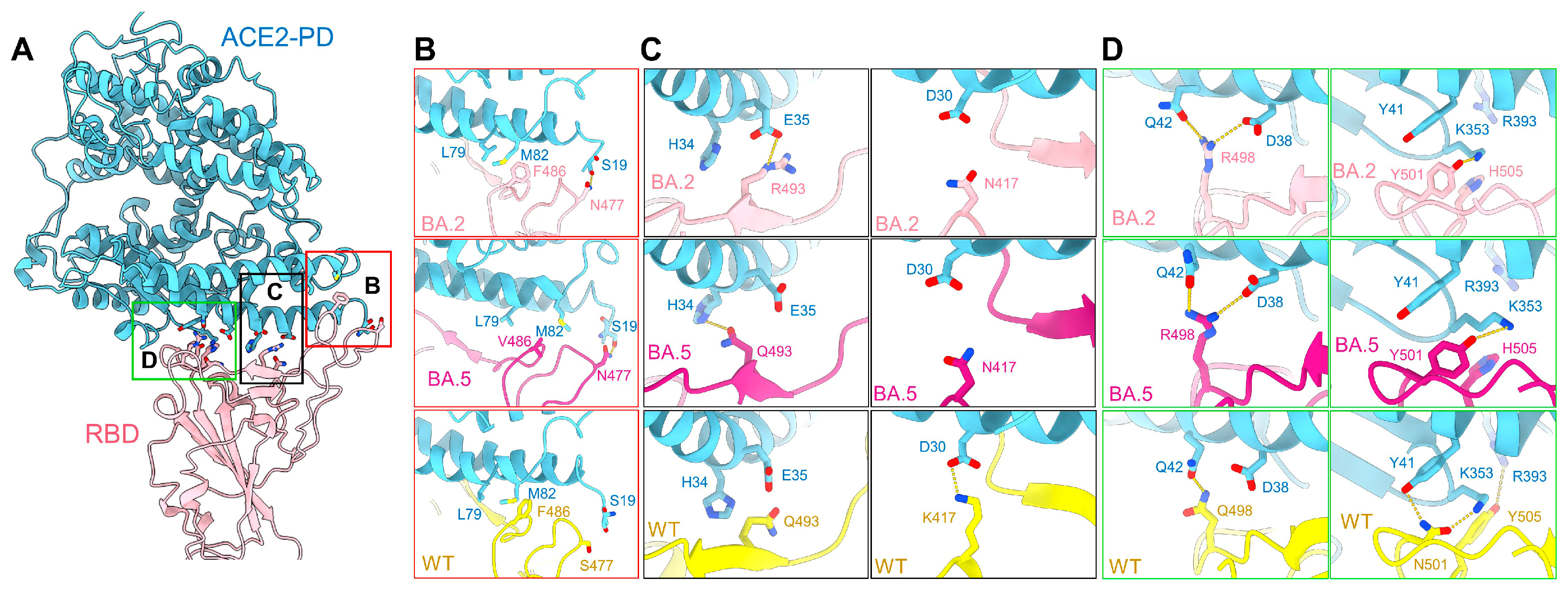 Viruses 15 01398 g004 Viruses 15 01398 g004